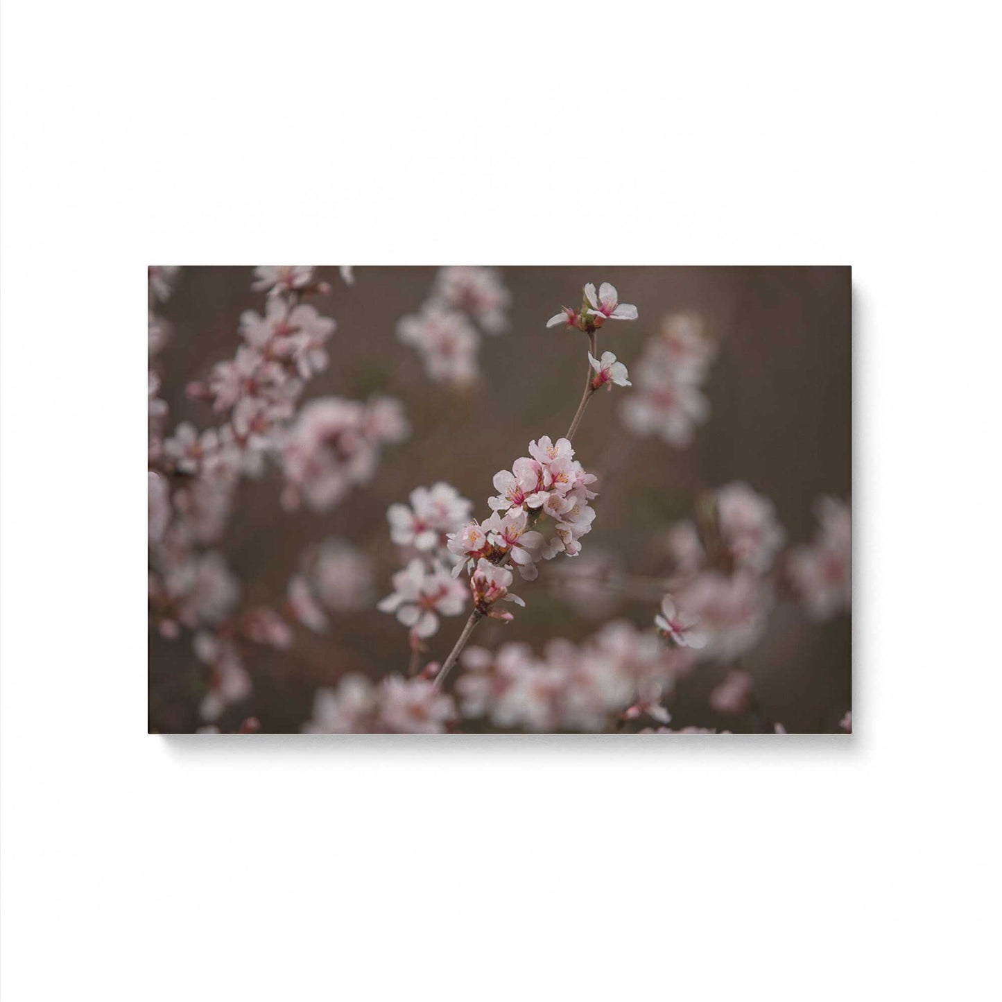 [Color:Stretched Canvas], Picture of art