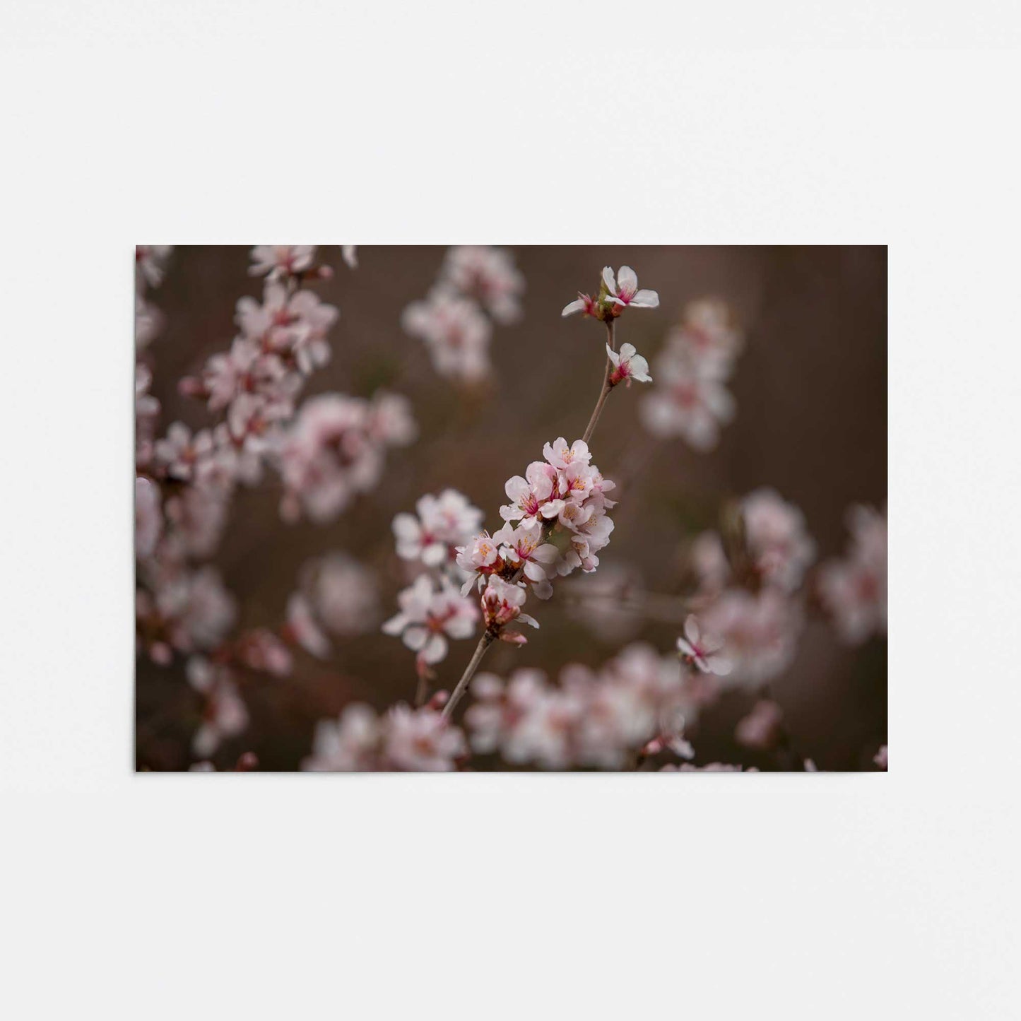 [Color:Rolled Print], Picture of close up of art