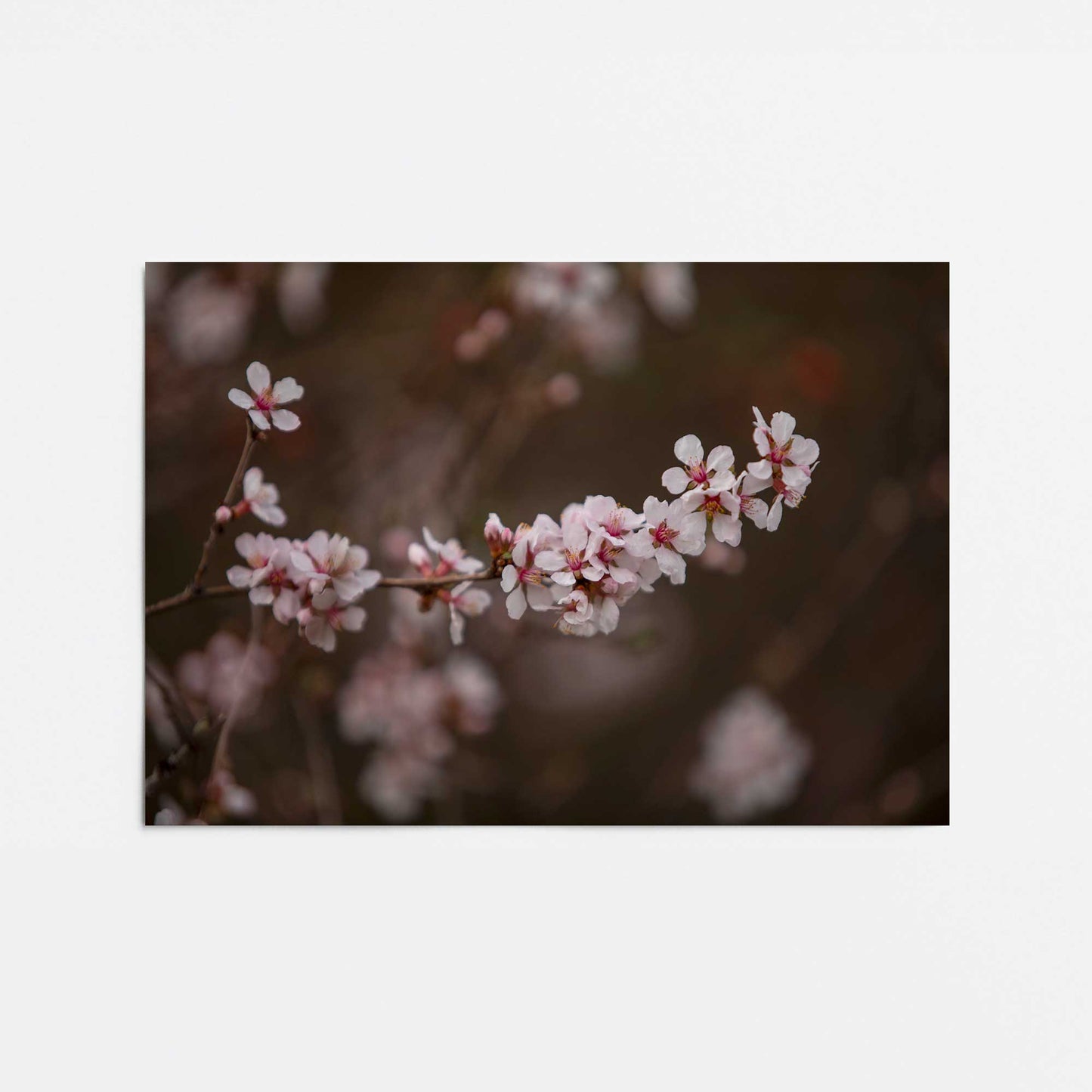 [Color:Rolled Print], Picture of close up of art