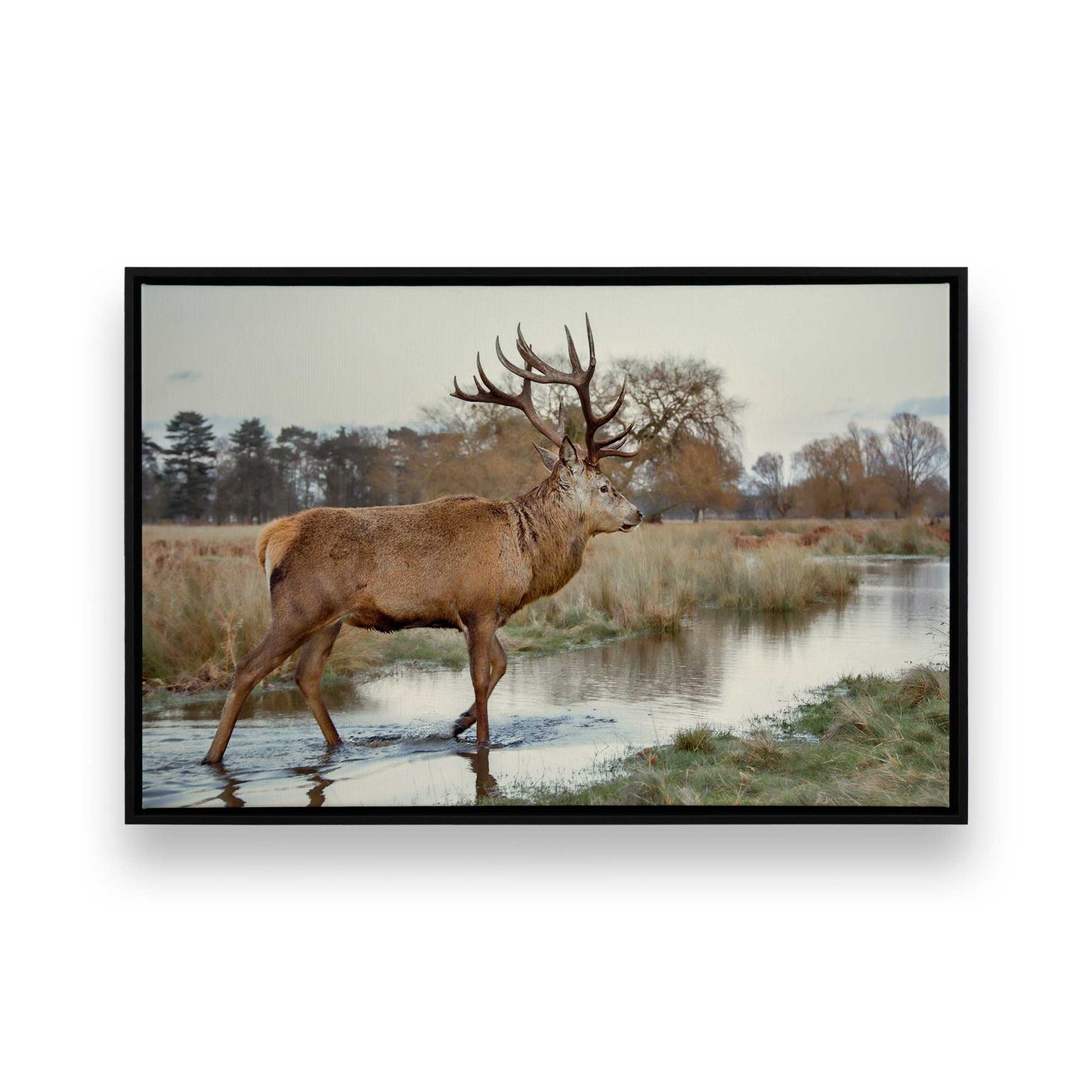 [SPECIAL],[Color:Satin Black],