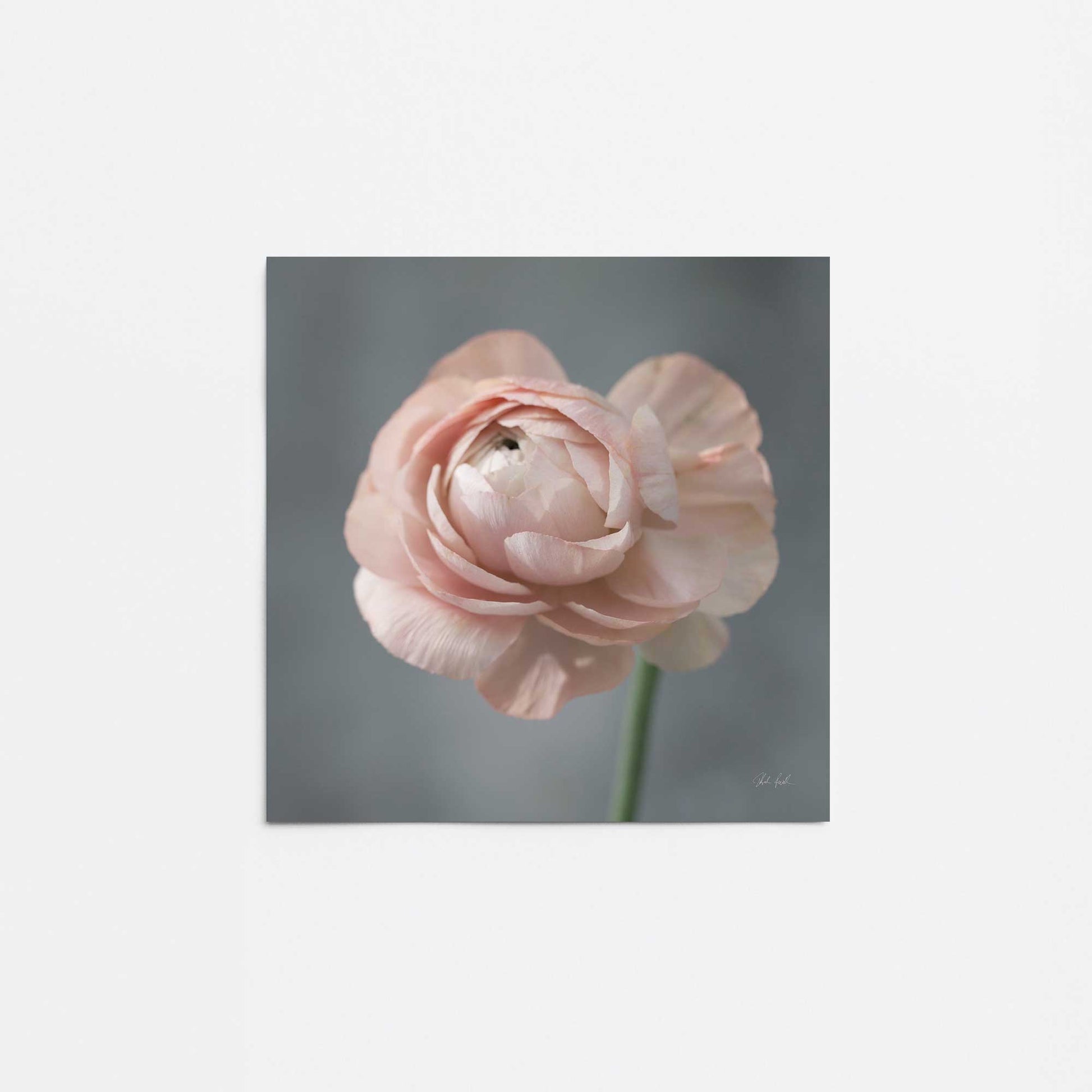 [Color:Rolled Print], Picture of close up of art