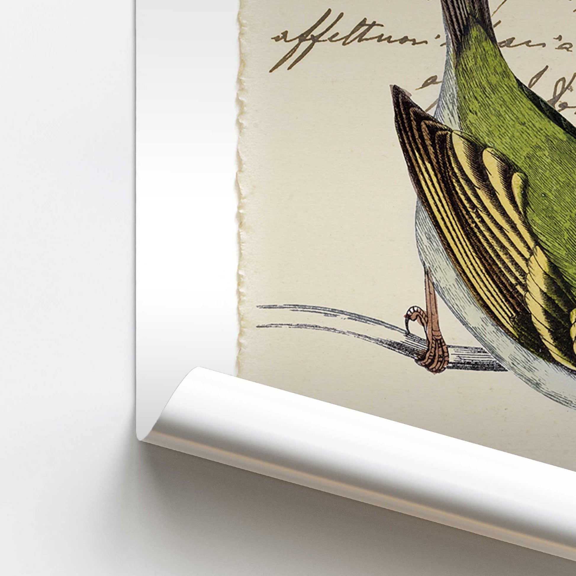 [color:Rolled Print], Picture of close up of art