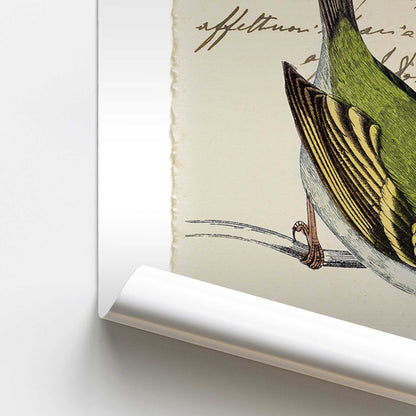 [color:Rolled Print], Picture of close up of art
