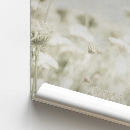 Queen Anne's Lace Art Print, Set of 2