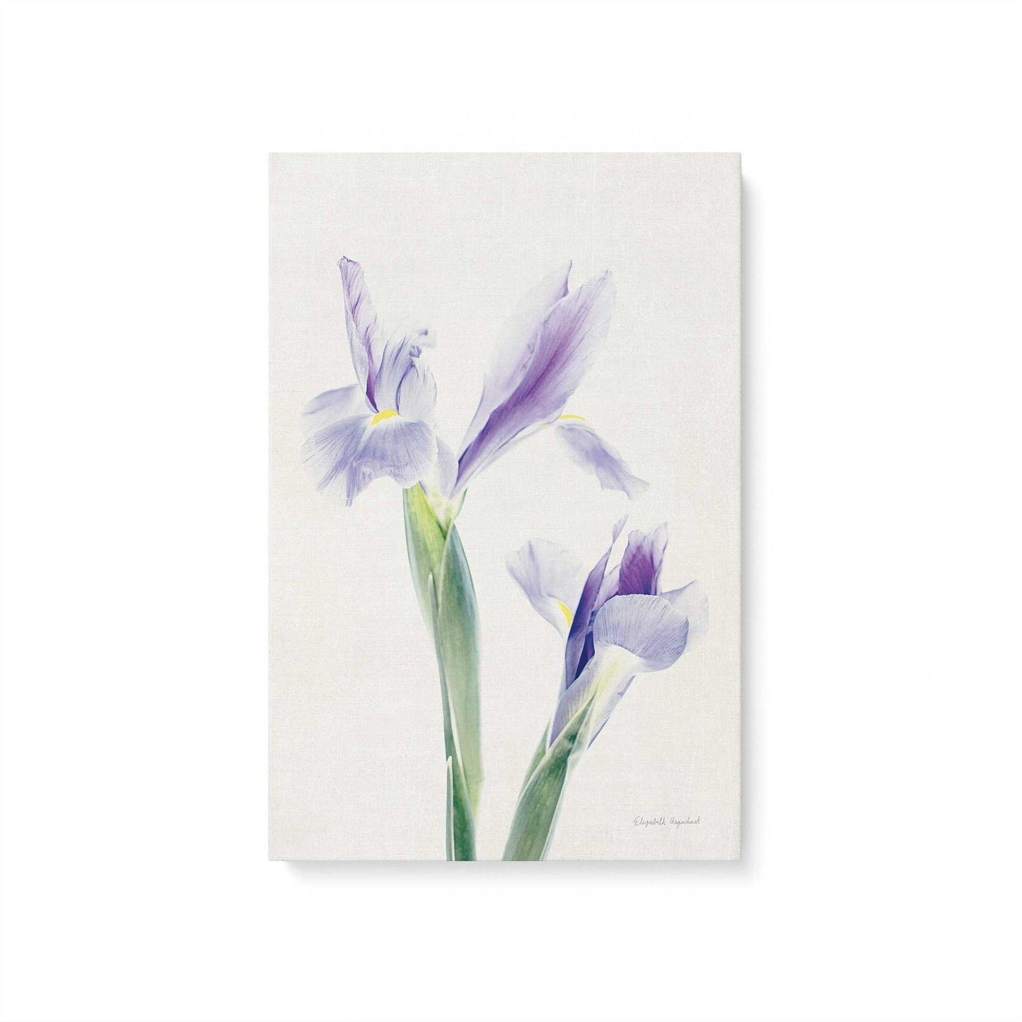 [Color:Stretched Canvas], Picture of art