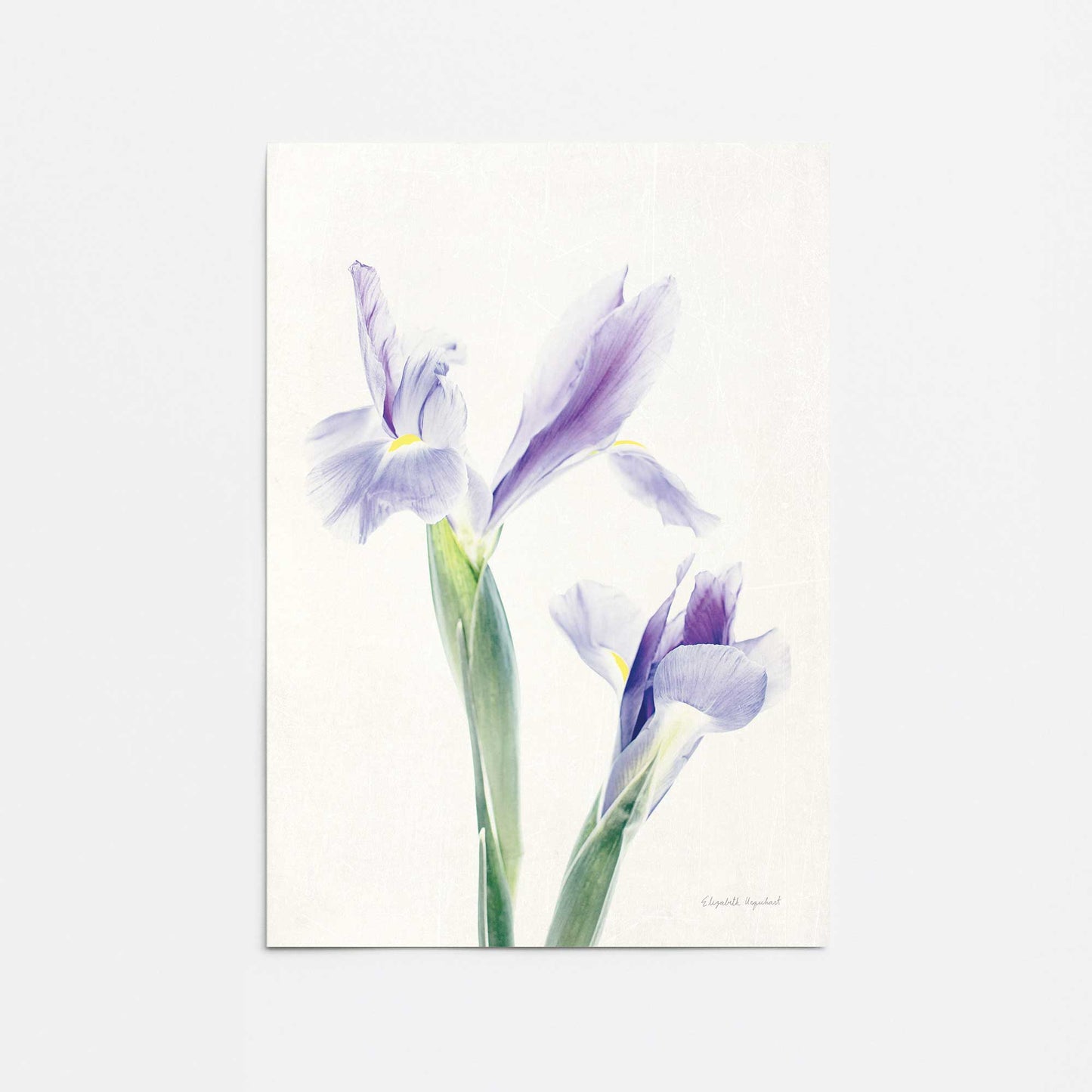 [Color:Rolled Print], Picture of close up of art