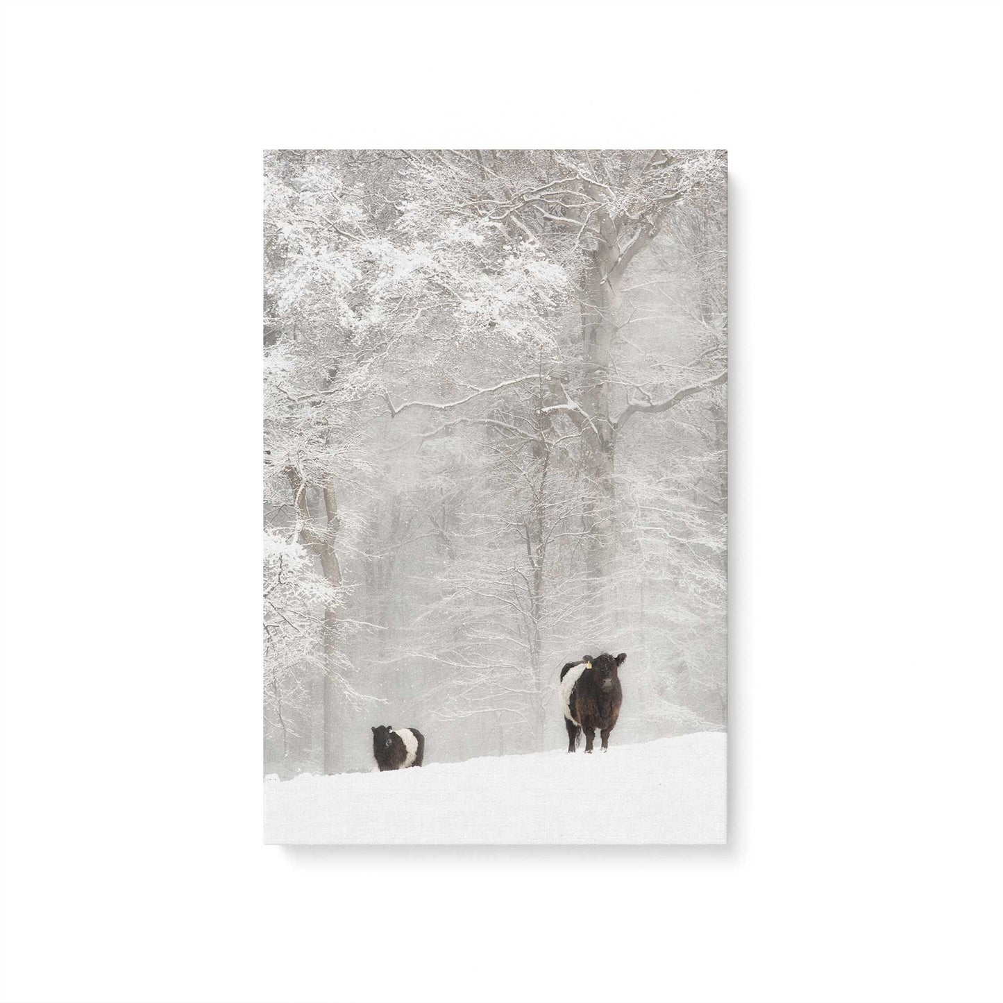 [Color:Stretched Canvas], Picture of art