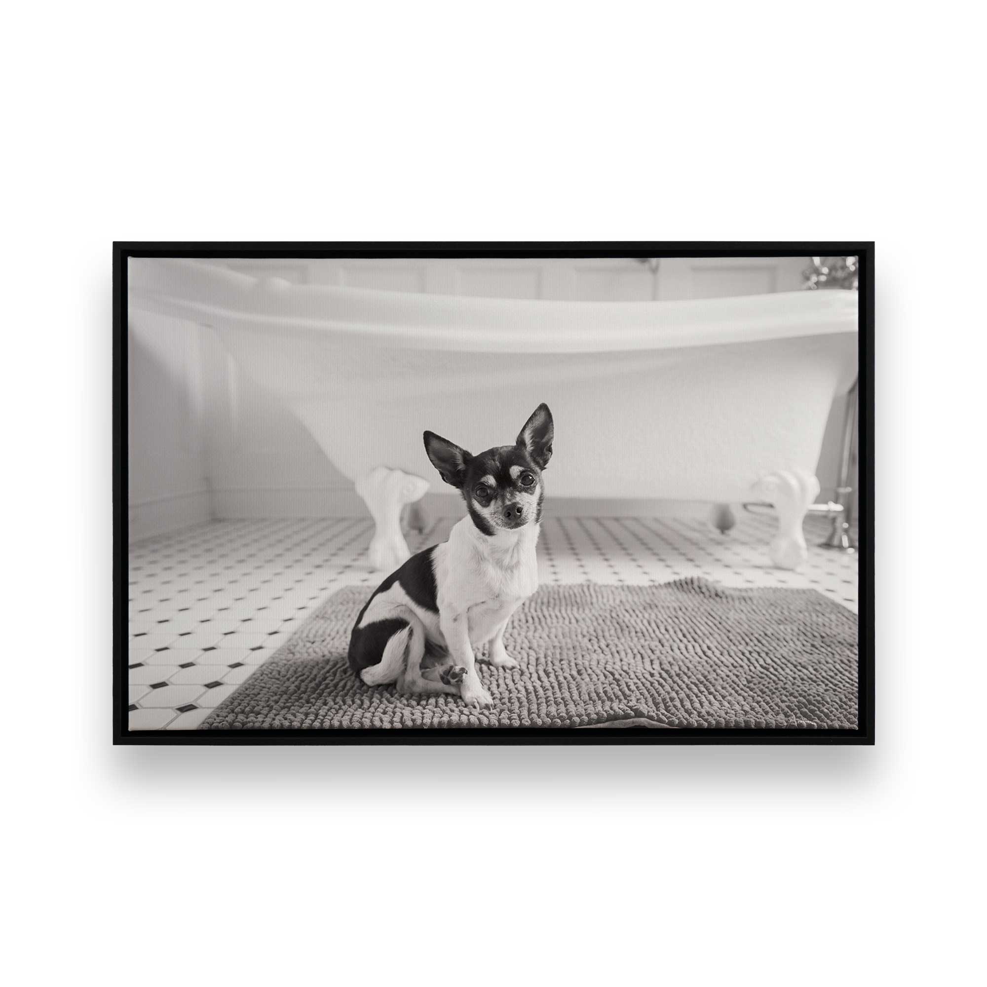 Curious Chihuahua vintage bathroom print in a black frame