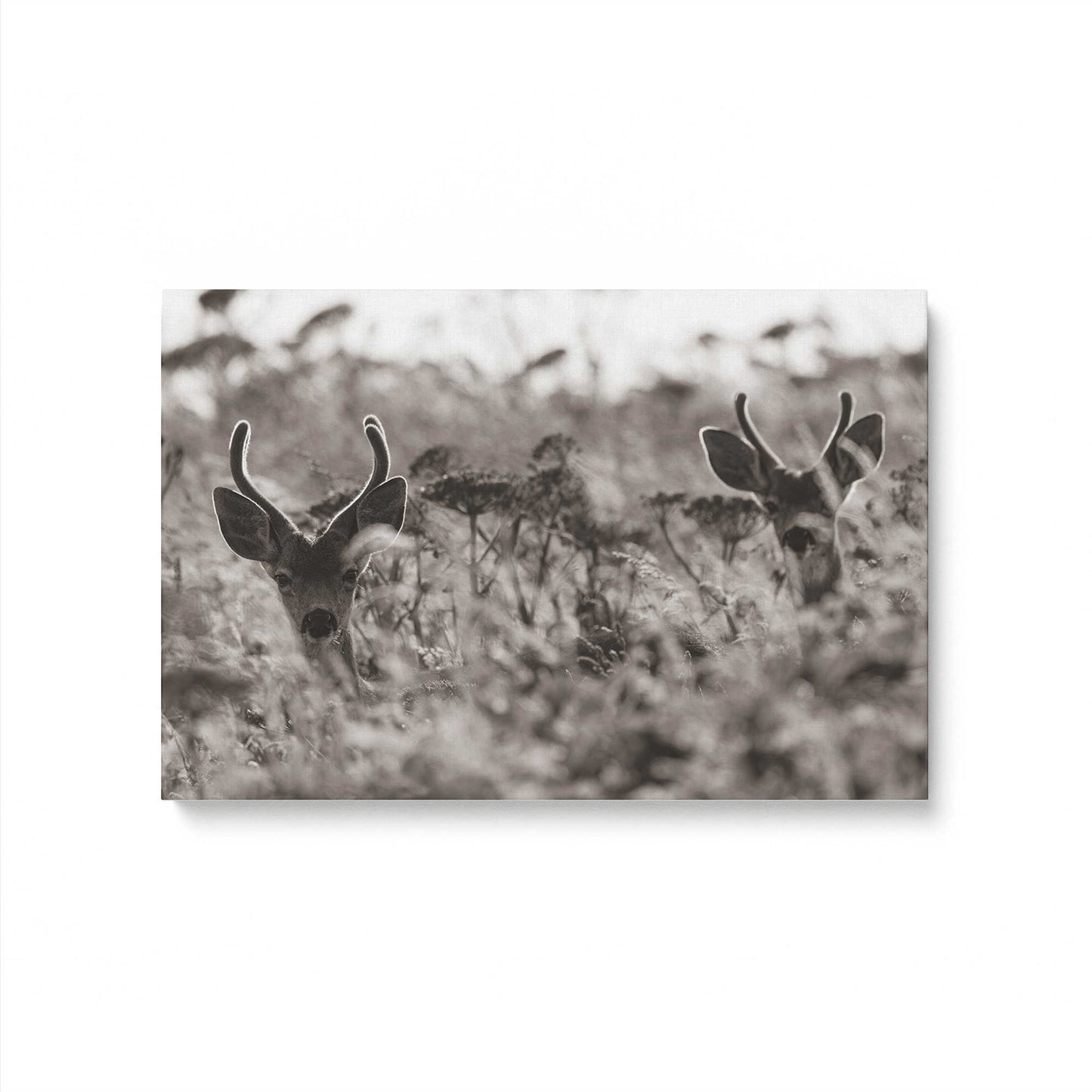 [Color:Stretched Canvas], Picture of art