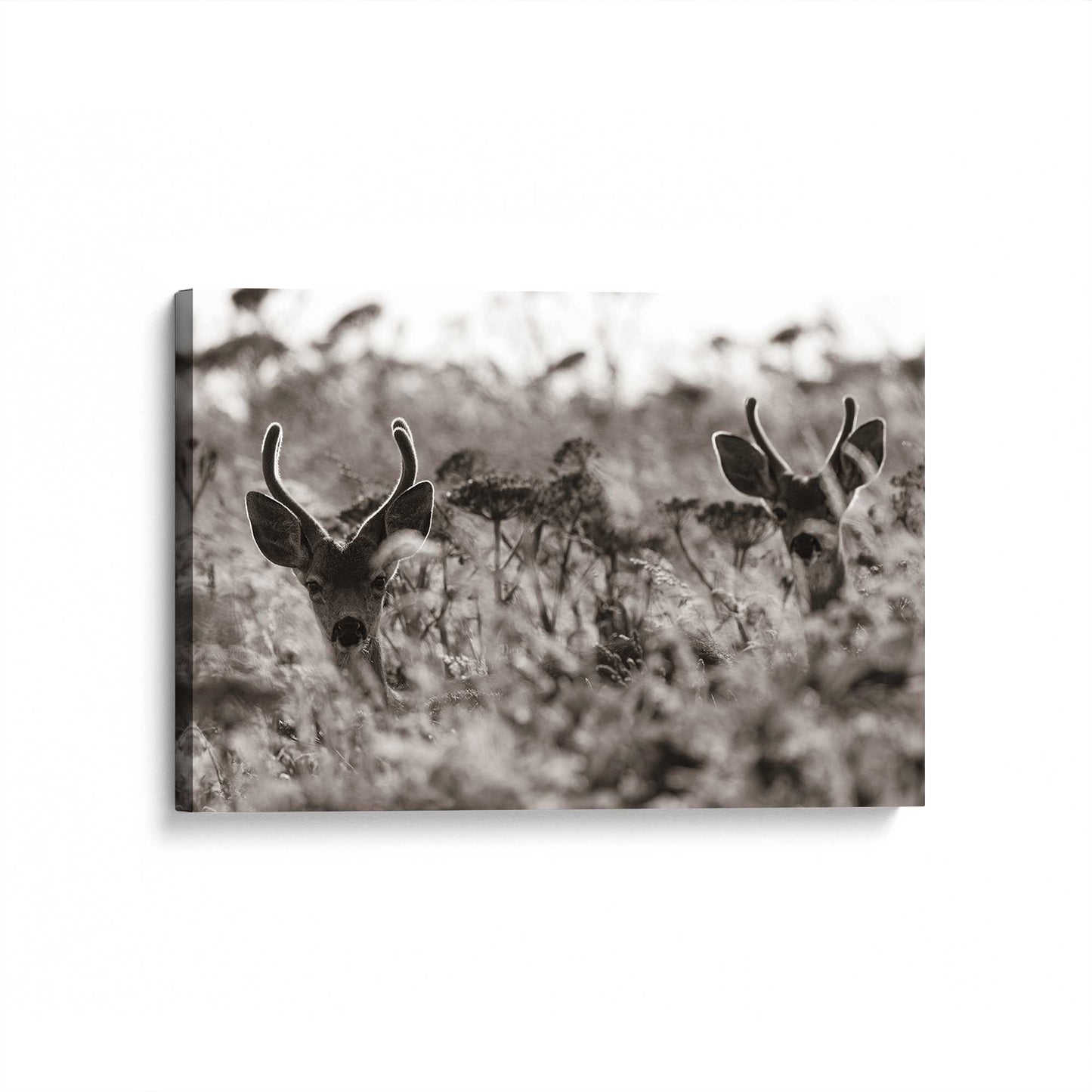 [Color:Stretched Canvas], Picture of art at an angle