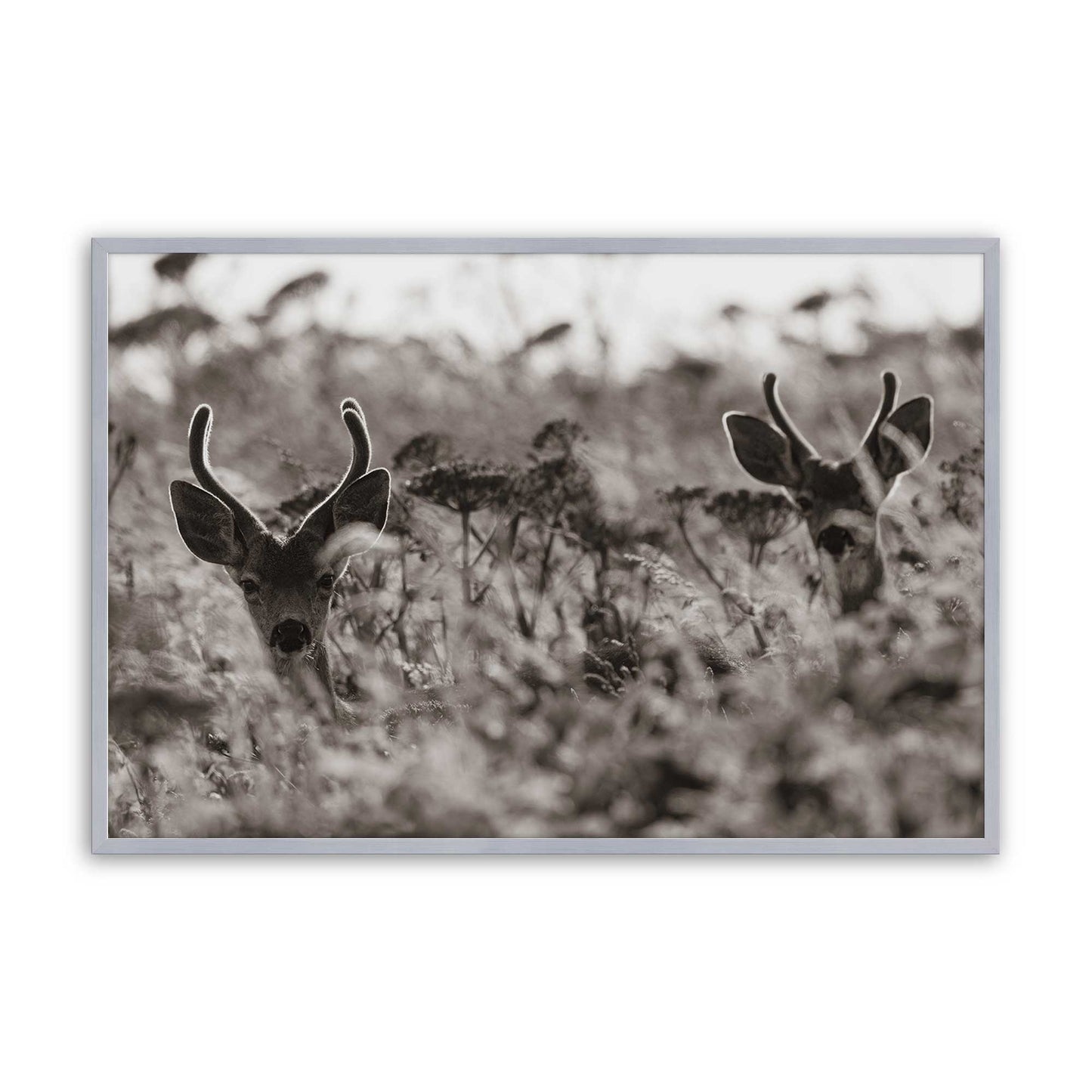 [Color:Polished Chrome], Picture of art in a Polished Chrome frame