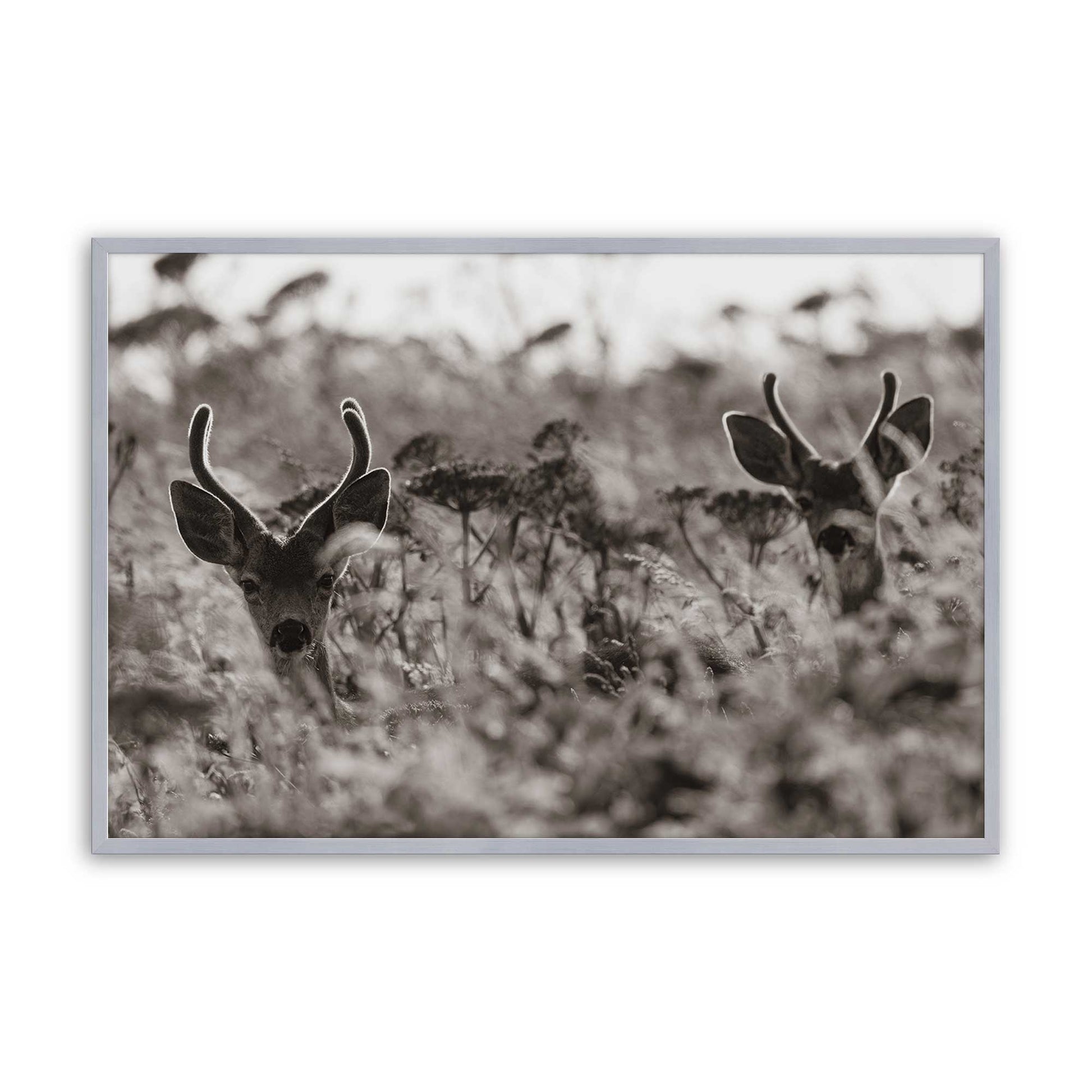 [Color:Polished Chrome], Picture of art in a Polished Chrome frame