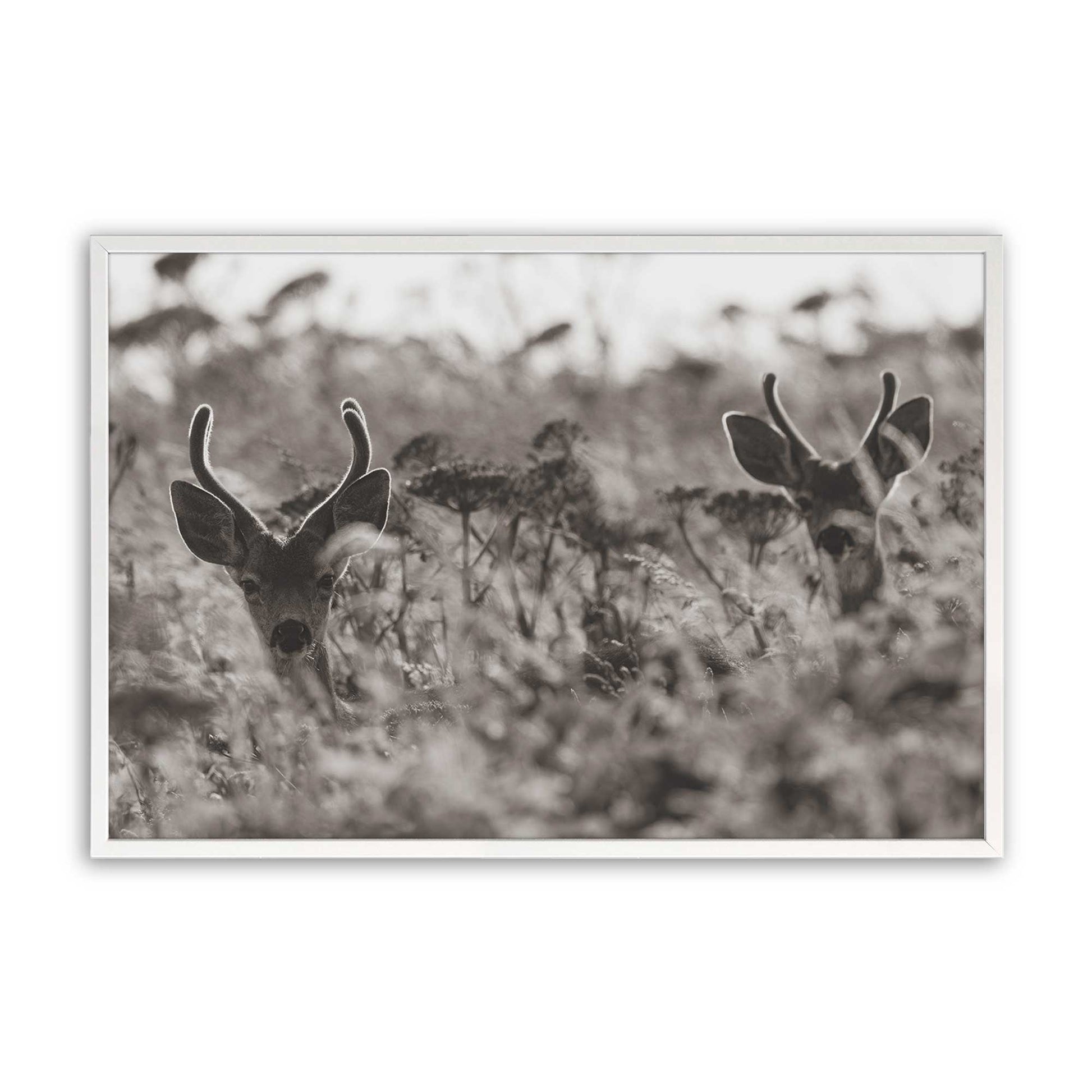 [Color:Opaque White], Picture of art in a Opaque White frame