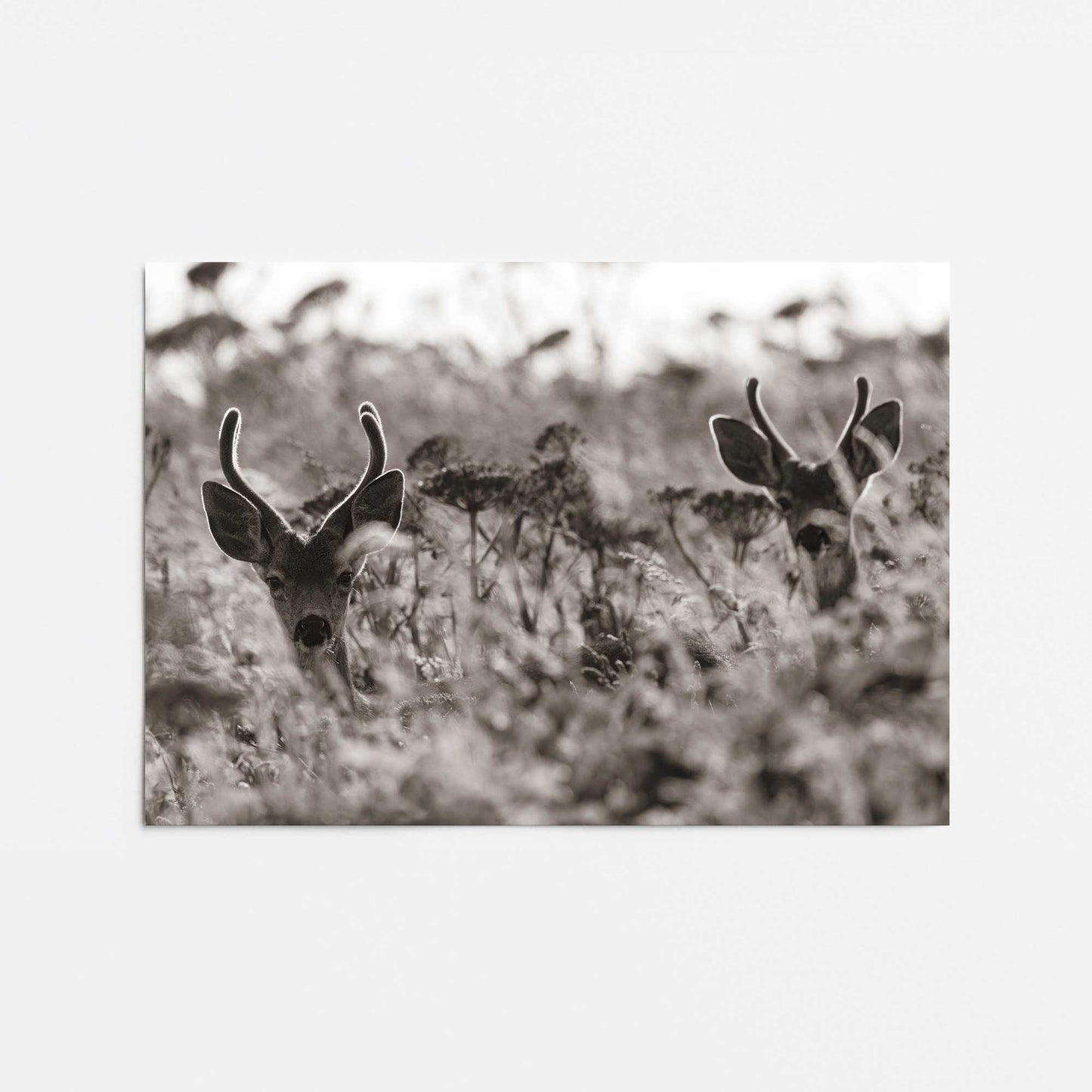 [Color:Rolled Print], Picture of close up of art