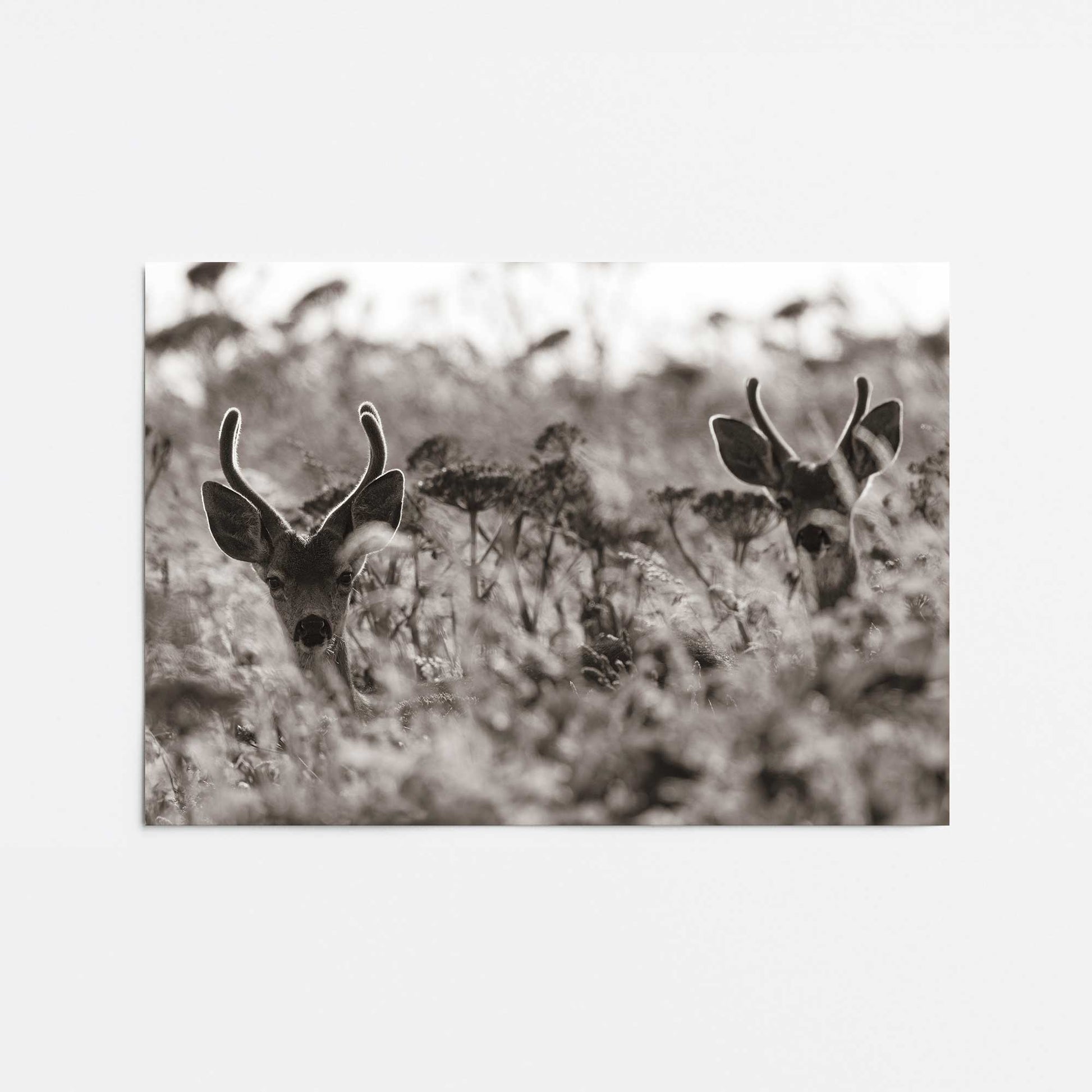 [Color:Rolled Print], Picture of close up of art