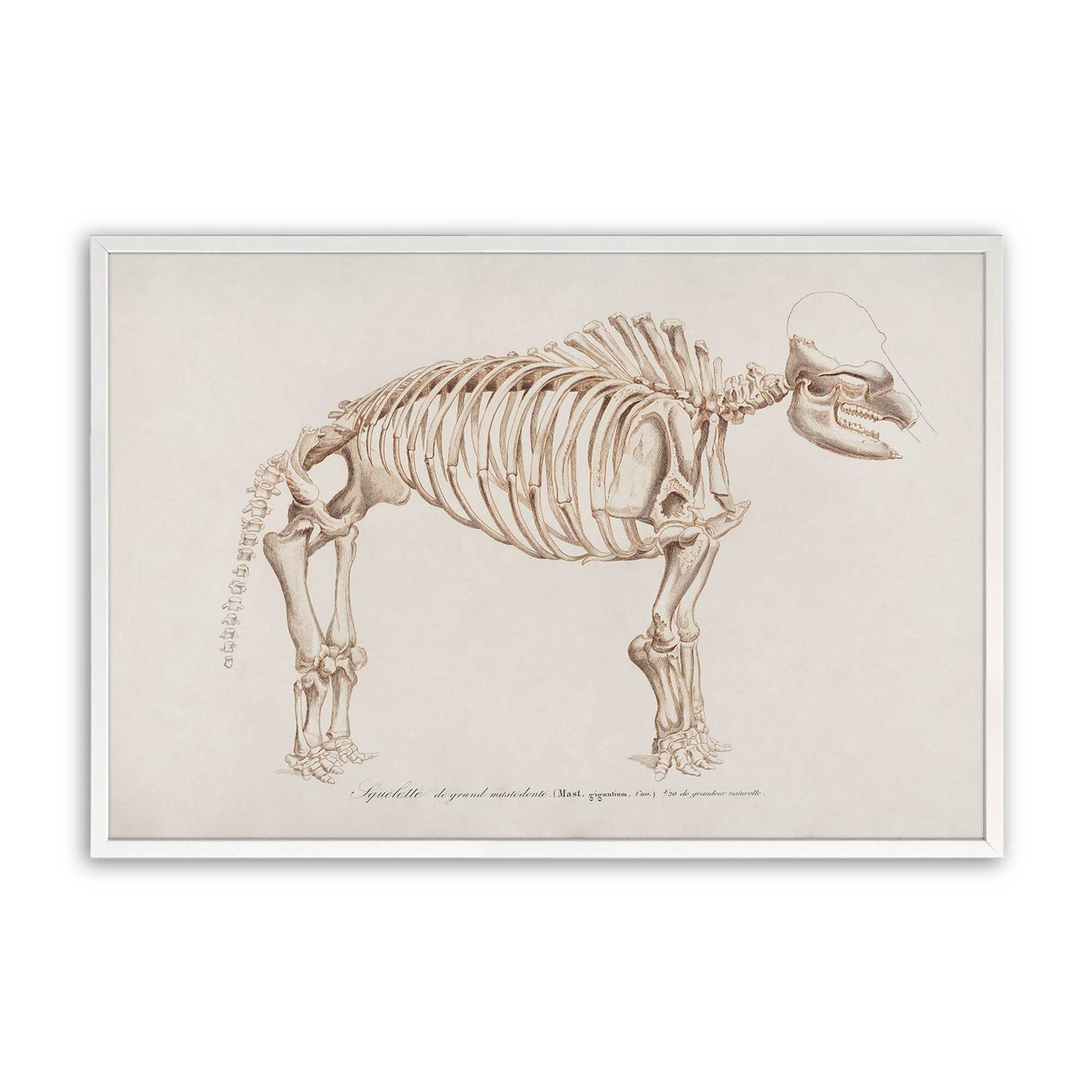 [Color:Opaque White], Picture of art in a Opaque White frame