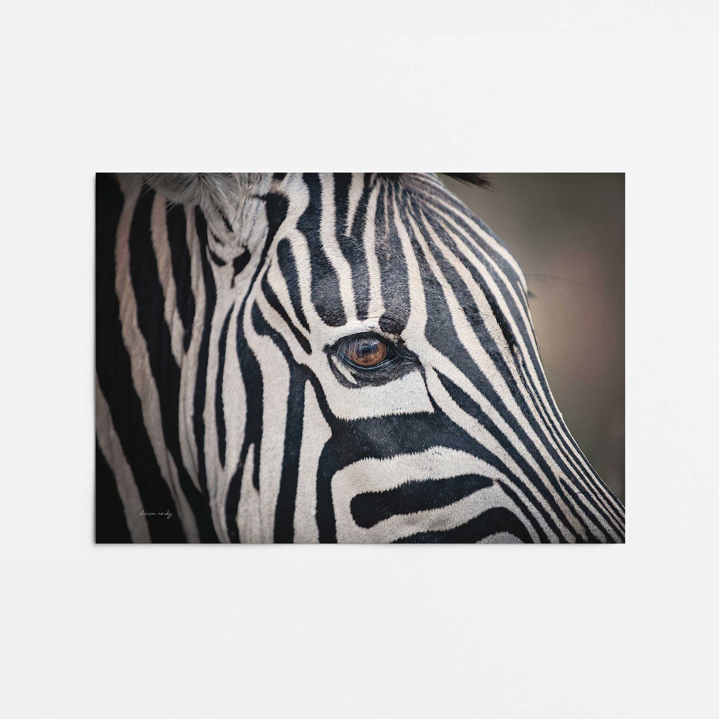 [Color:Rolled Print], Picture of close up of art