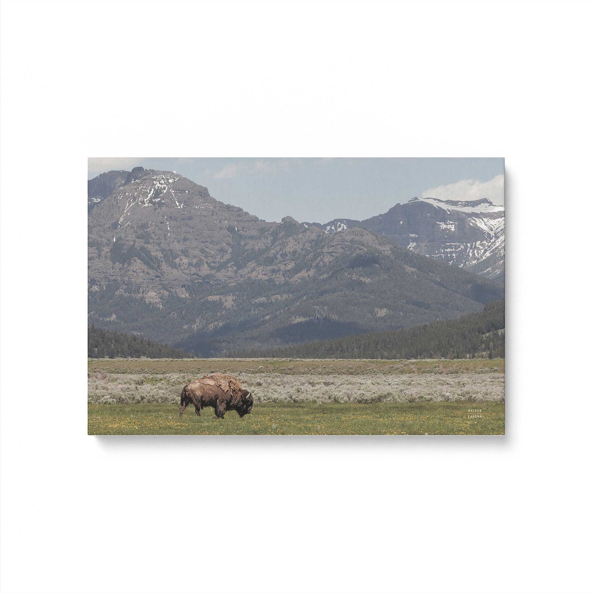 [Color:Stretched Canvas], Picture of art