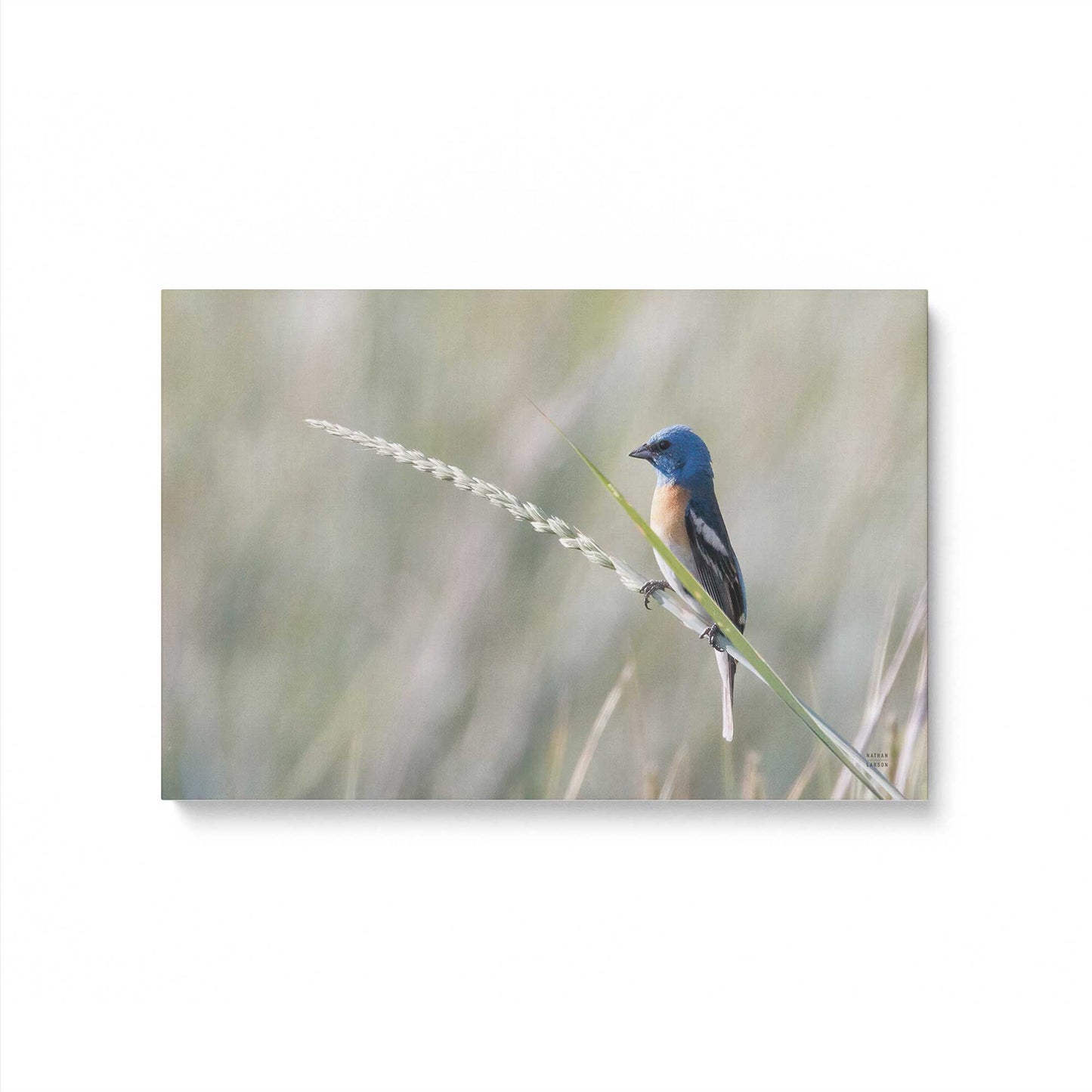 [Color:Stretched Canvas], Picture of art