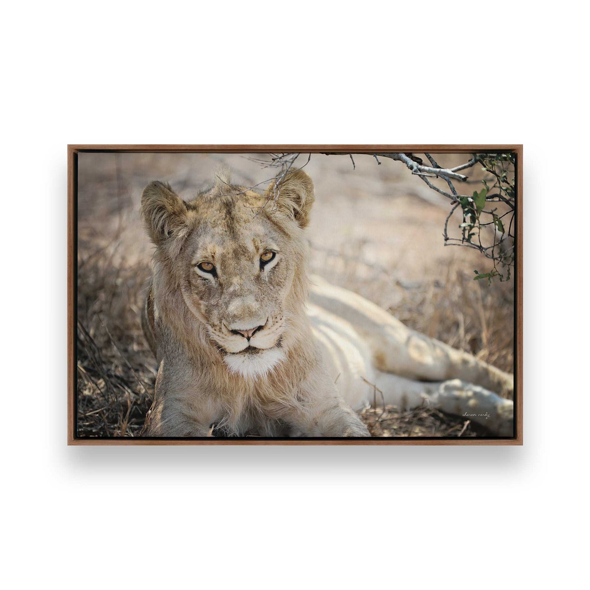 [Color:Walnut], Picture of art in a Walnut frame