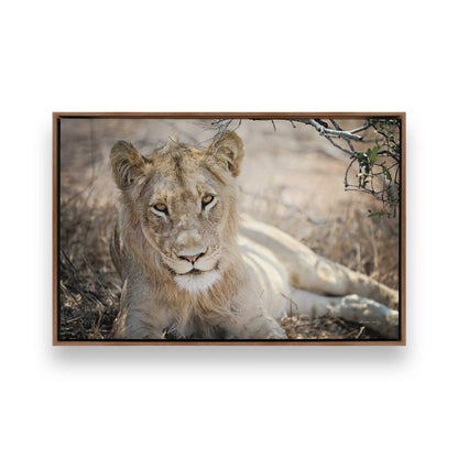 [Color:Walnut], Picture of art in a Walnut frame