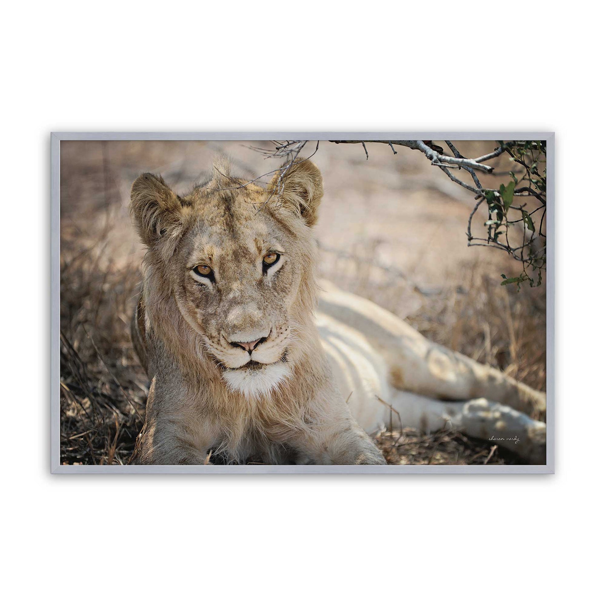 [Color:Polished Chrome], Picture of art in a Polished Chrome frame