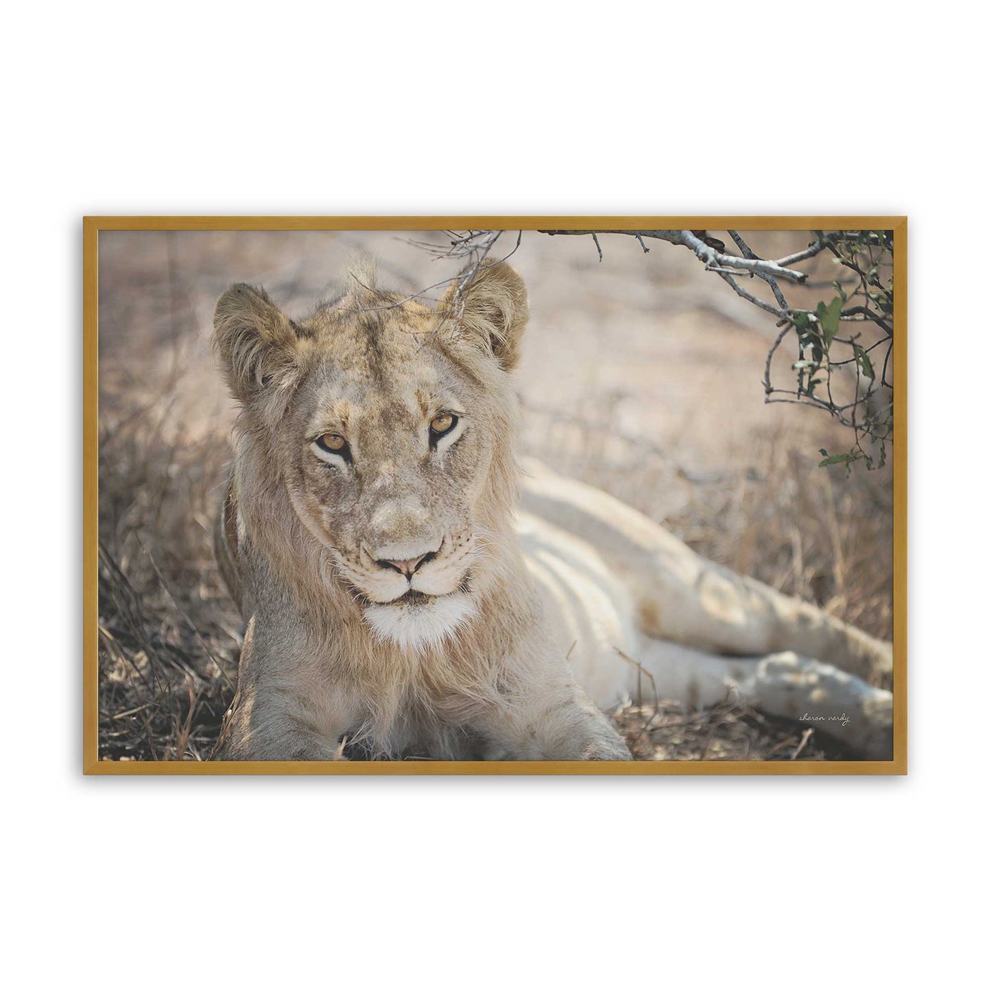 [Color:Polished Gold], Picture of art in a Polished Gold frame