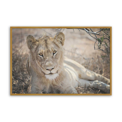 [Color:Polished Gold], Picture of art in a Polished Gold frame