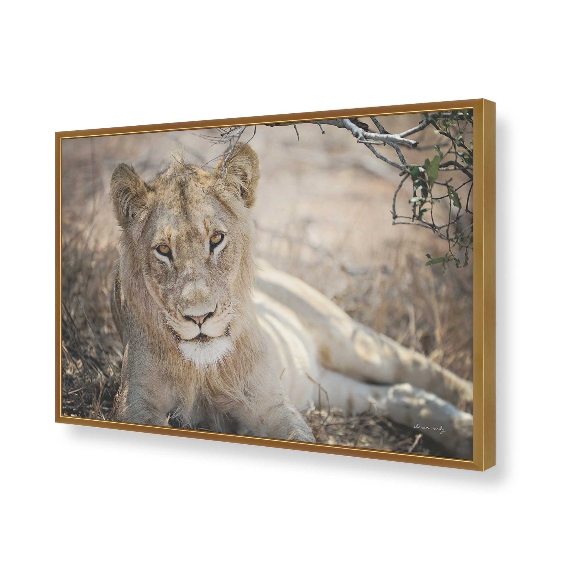 [Color:Polished Gold], Picture of art in a Polished Gold frame of the corner