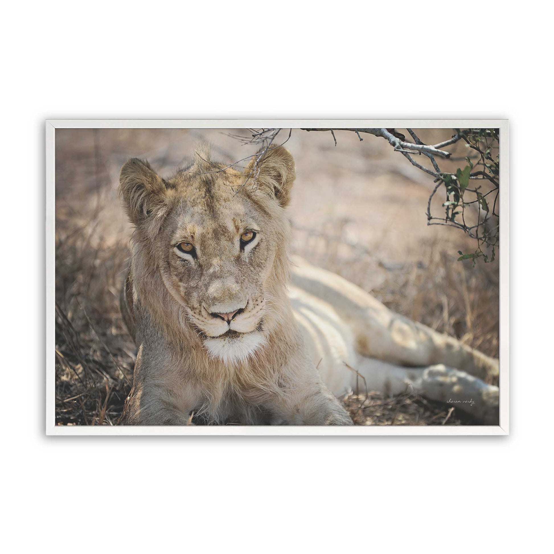 [Color:Opaque White], Picture of art in a Opaque White frame