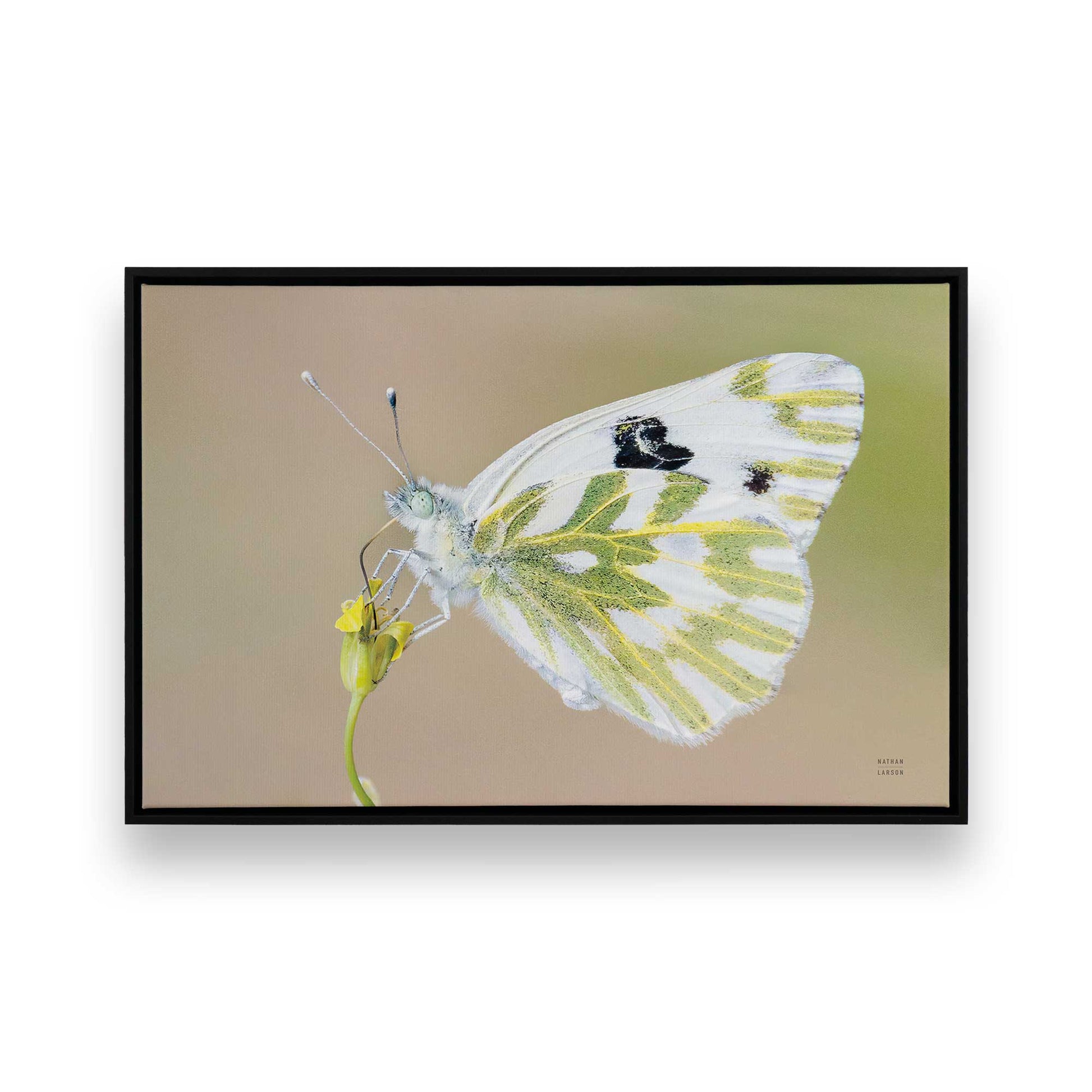 [Color:Satin Black], Picture of art in a Satin Black frame