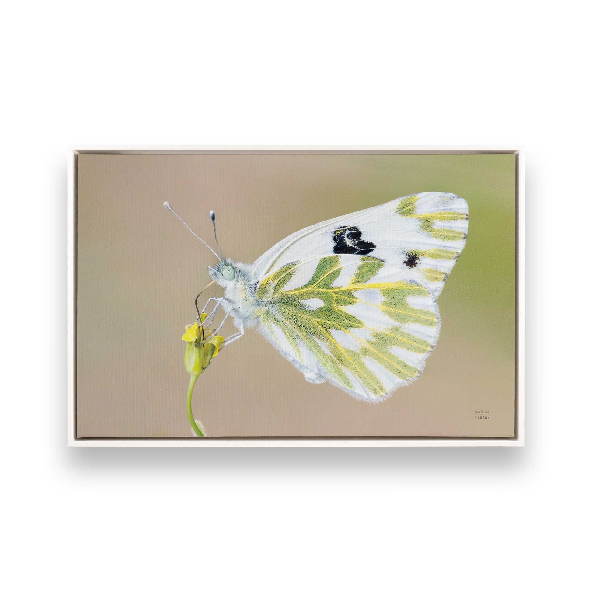 [Color:Opaque White], Picture of art in a White frame