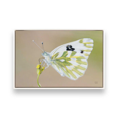 [Color:Opaque White], Picture of art in a White frame