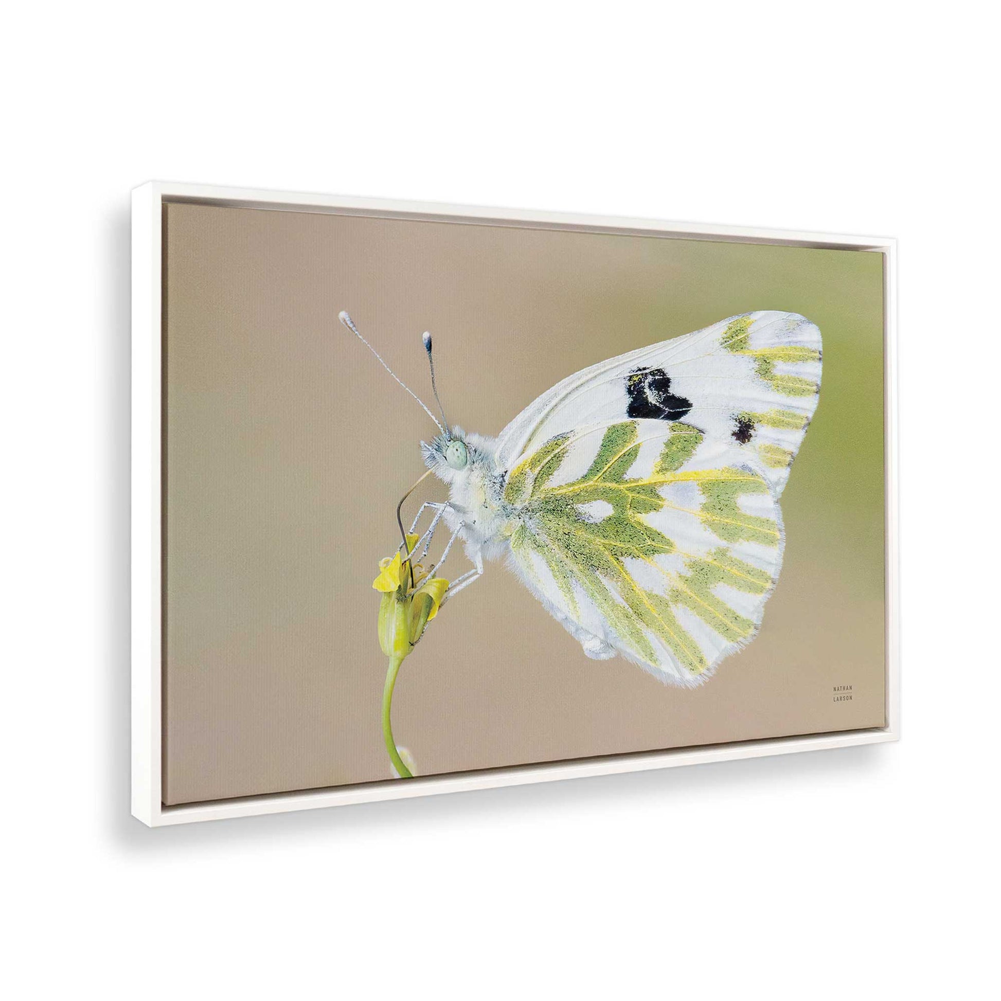 [Color:Opaque White], Picture of the corner of the art