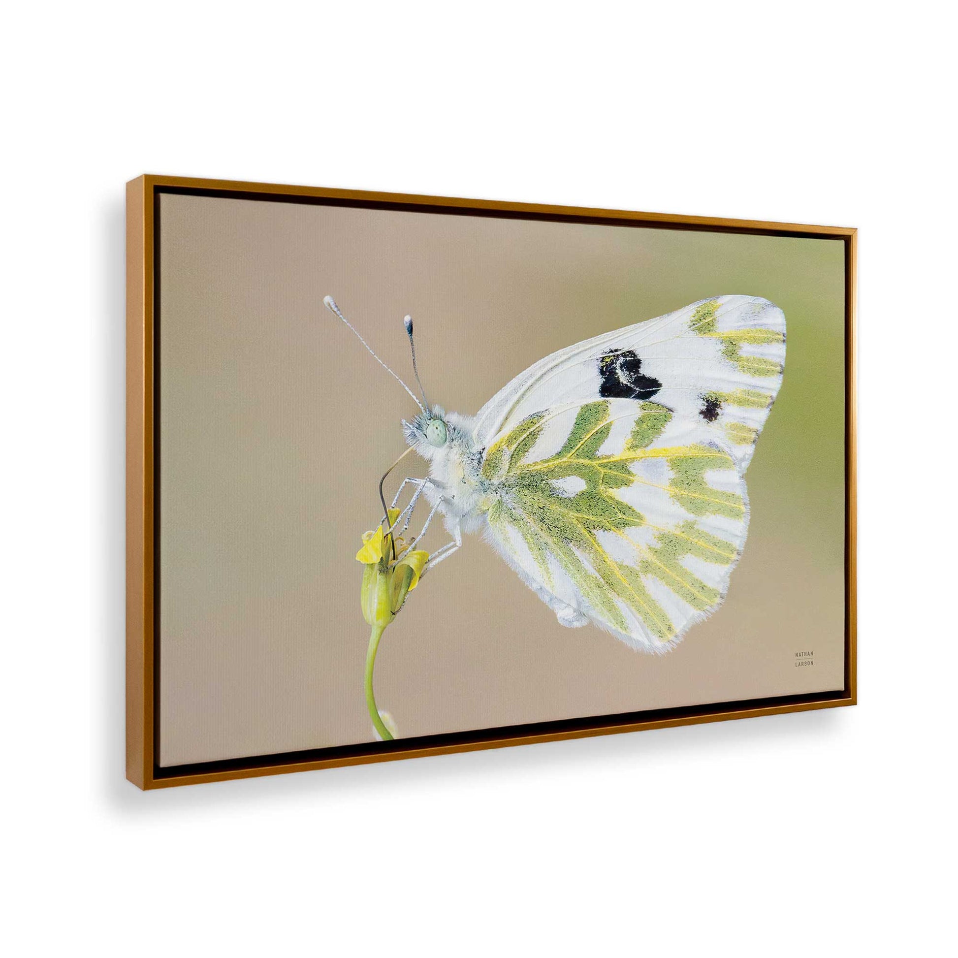 [Color:Polished Gold], Picture of the corner of the art