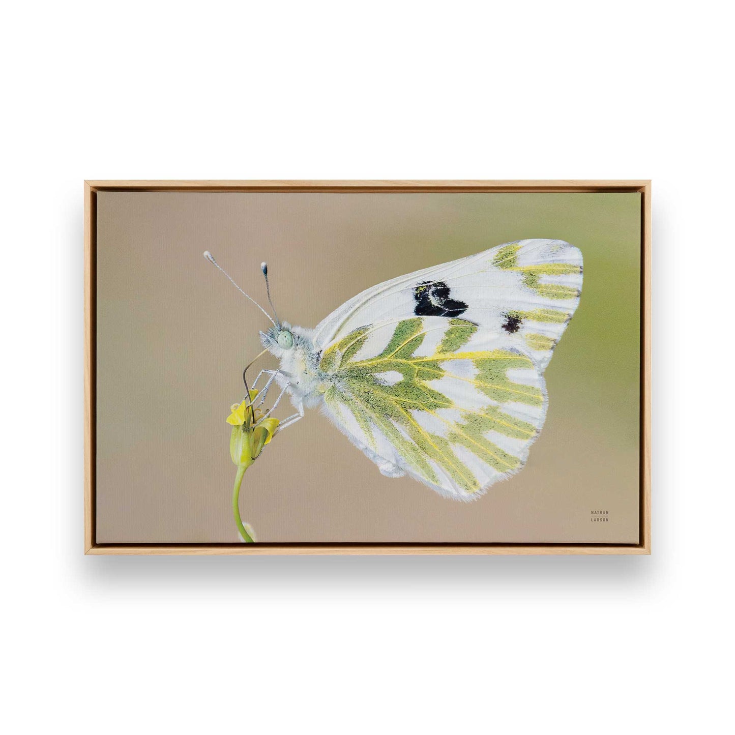 [Color:American Maple], Picture of art in a American Maple frame