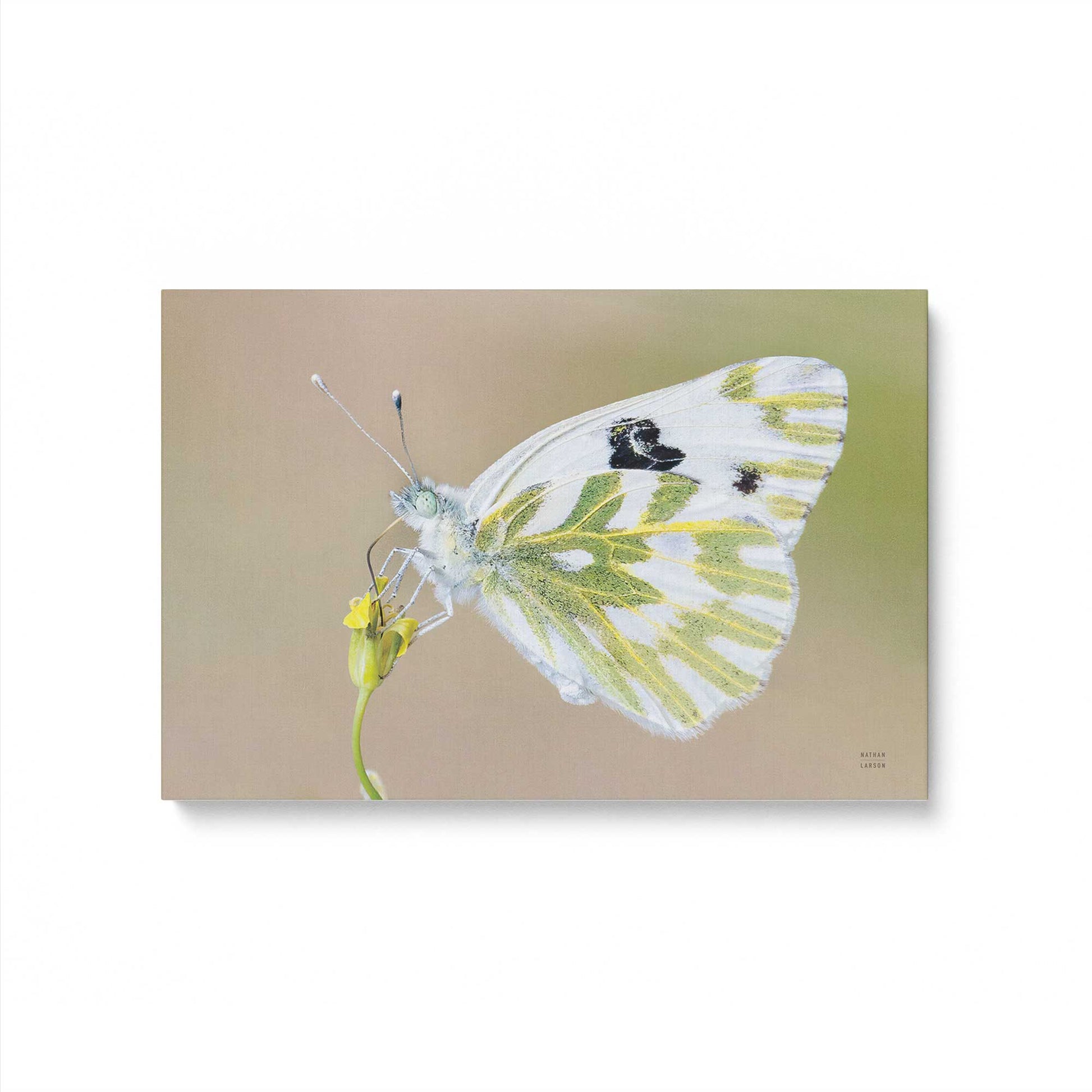 [Color:Stretched Canvas], Picture of art