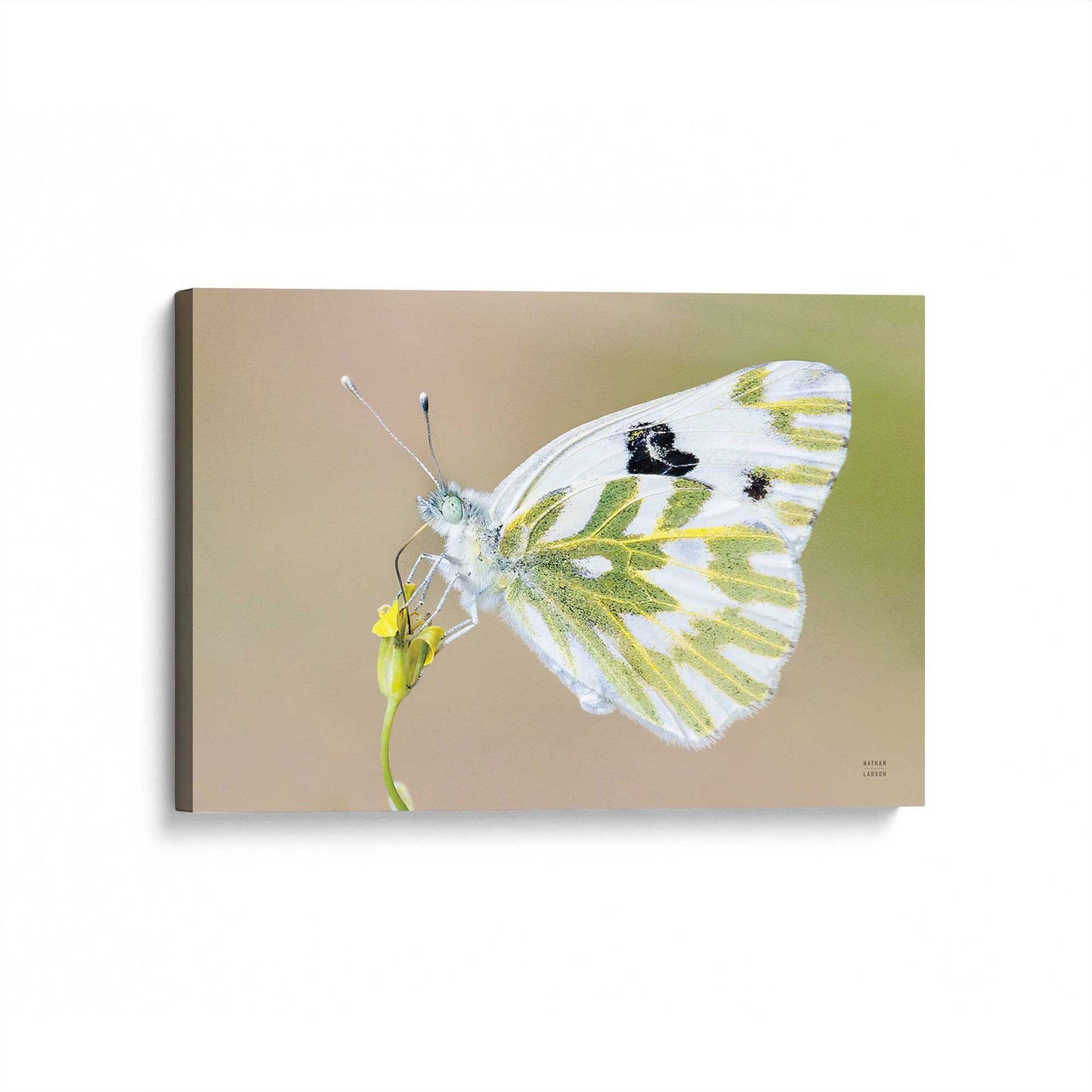 [Color:Stretched Canvas], Picture of art at an angle