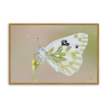 [Color:Polished Gold], Picture of art in a Polished Gold frame