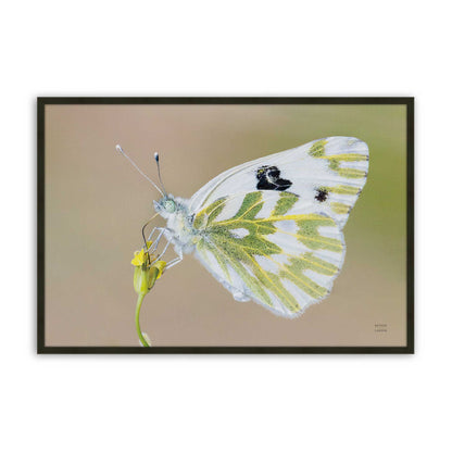 [Color:Satin Black], Picture of art in a Satin Black frame