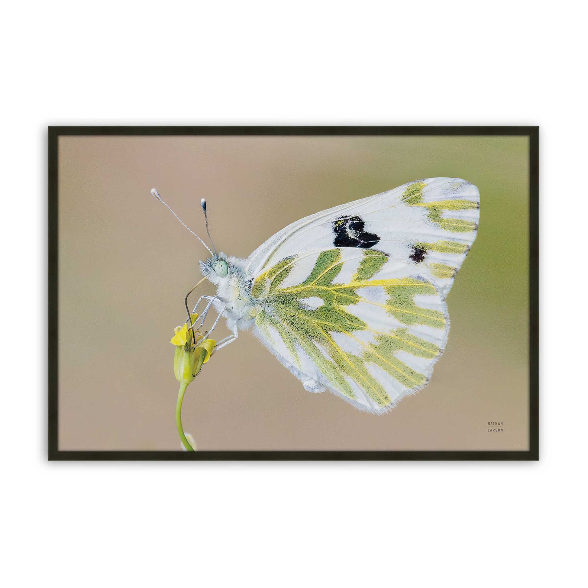 [Color:Satin Black], Picture of art in a Satin Black frame