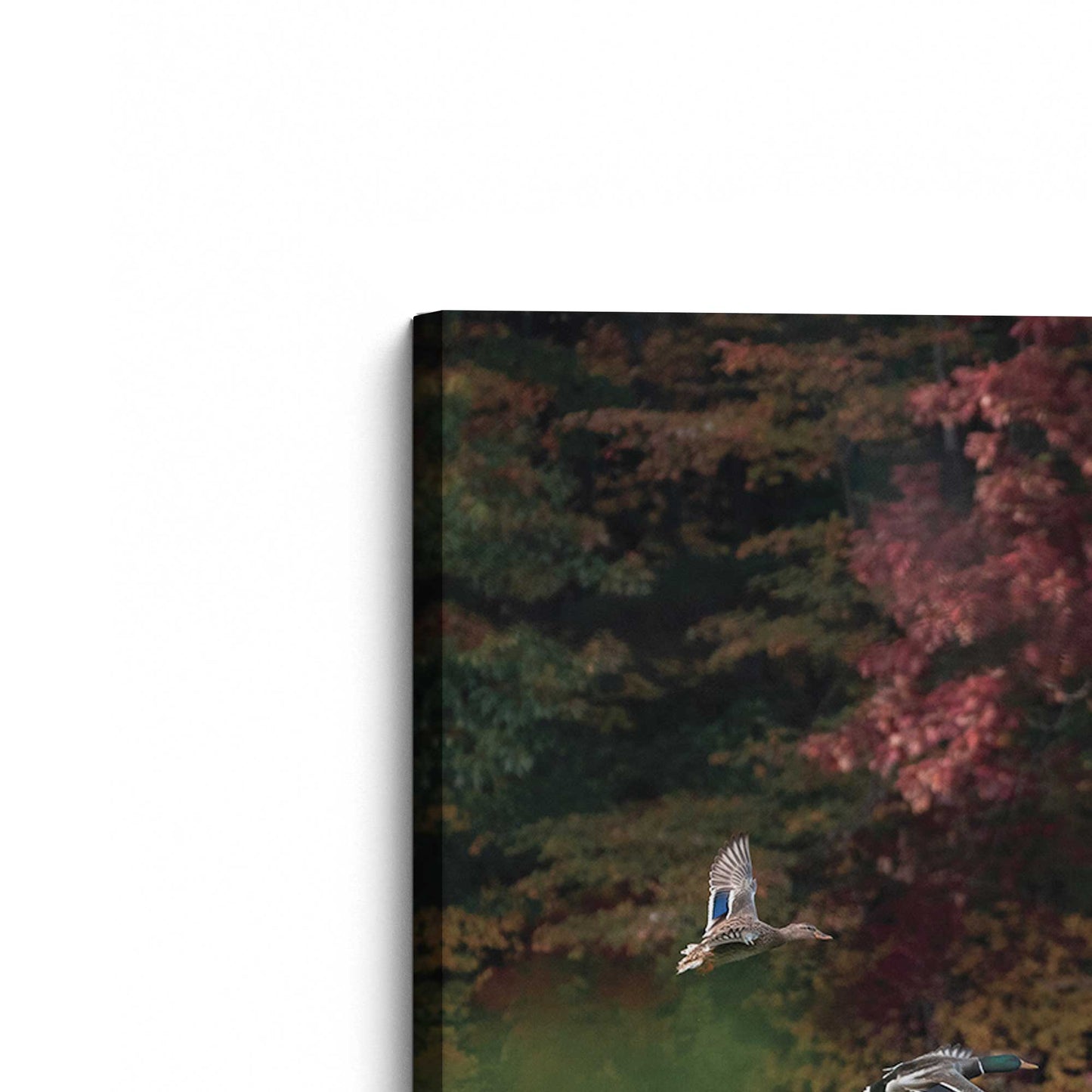 [Color:Stretched Canvas], Picture of the corner of the art