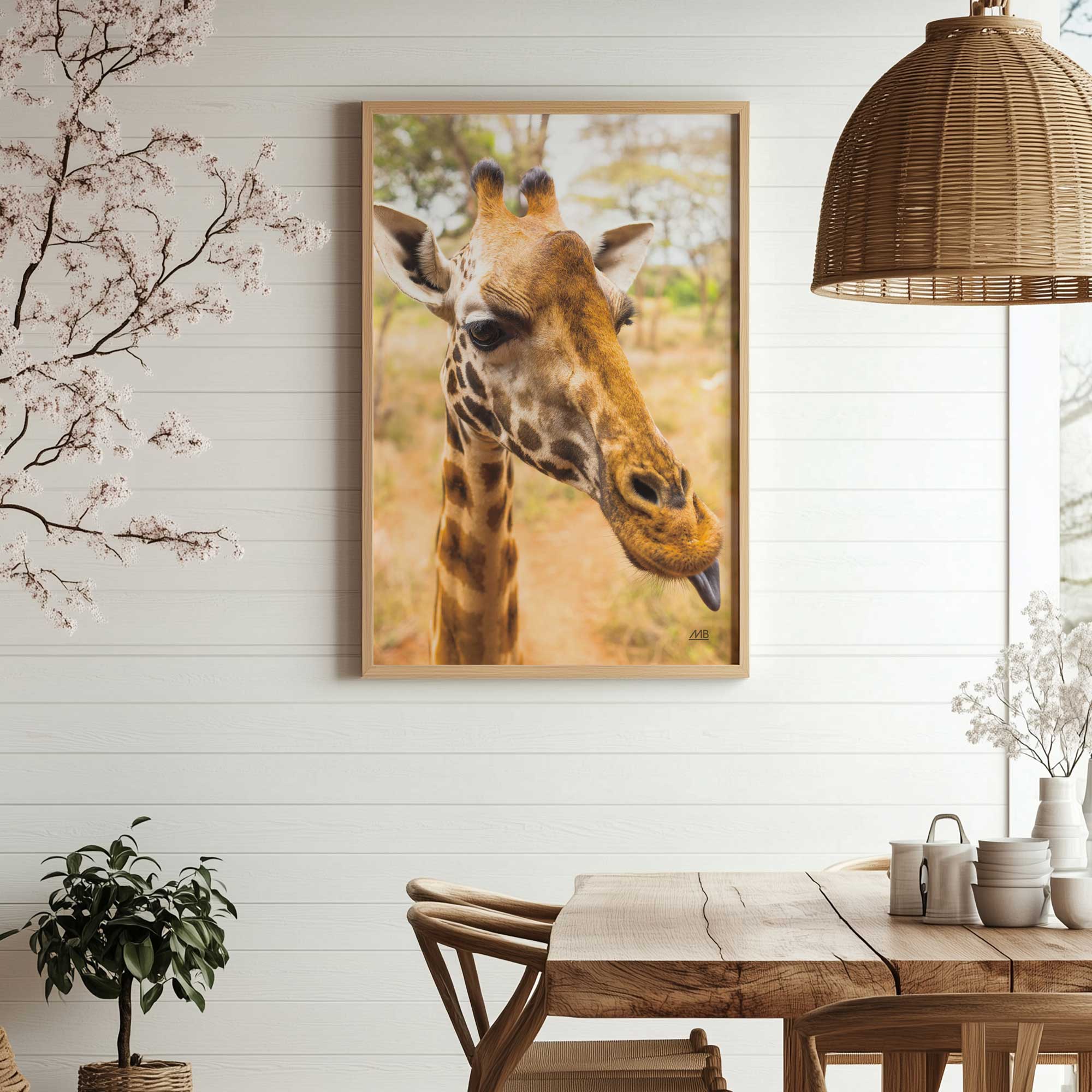 tongue out, mood on giraffe photograph art print hanging in a dining room