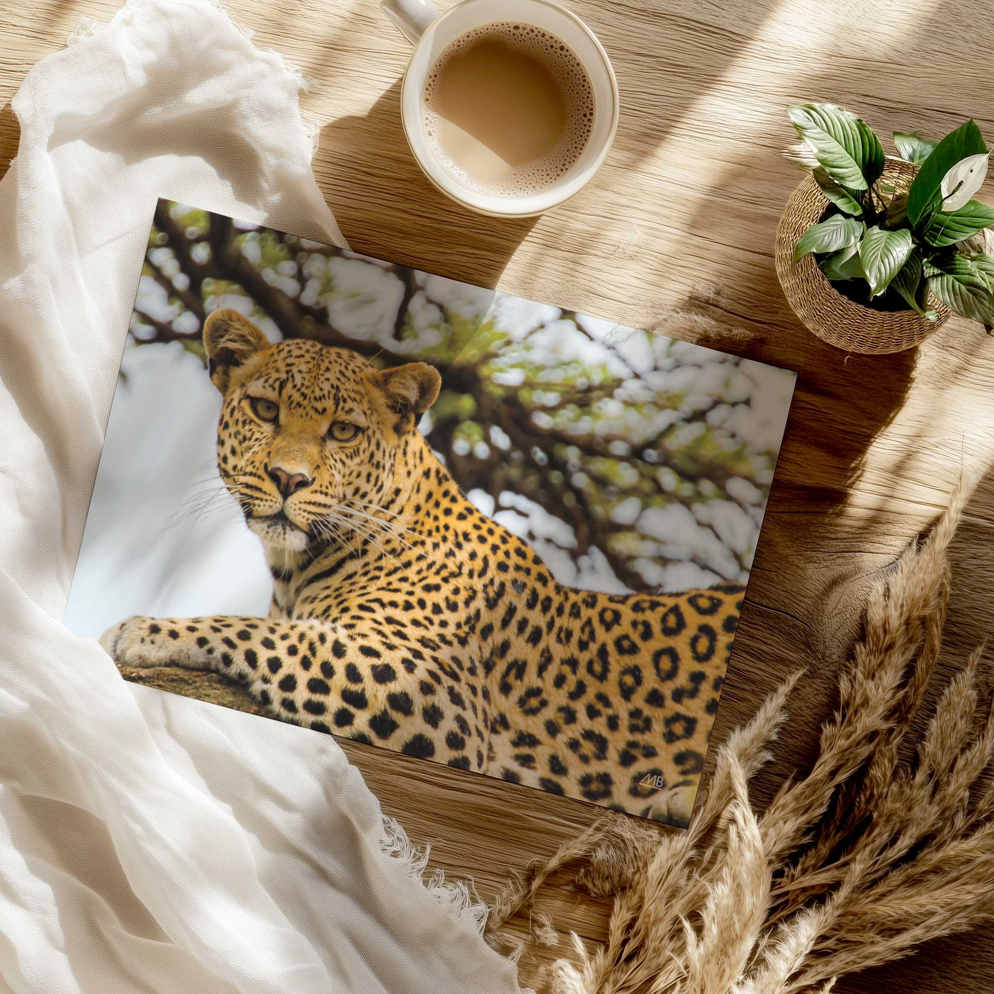 intense gaze of a leopard resting in a tree photo print on a table