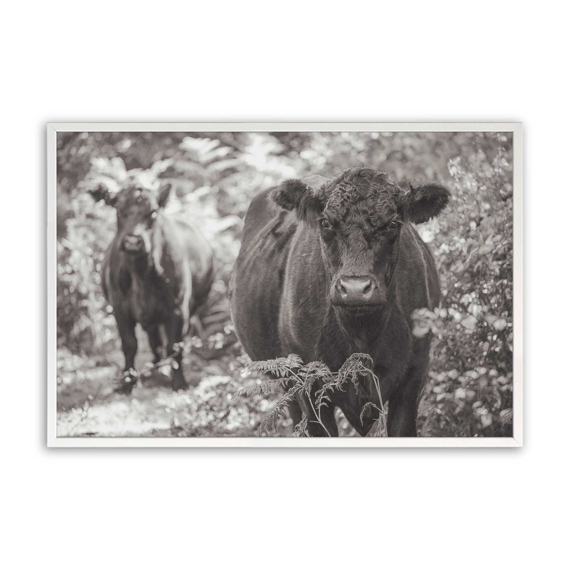 [Color:Opaque White], Picture of art in a Opaque White frame