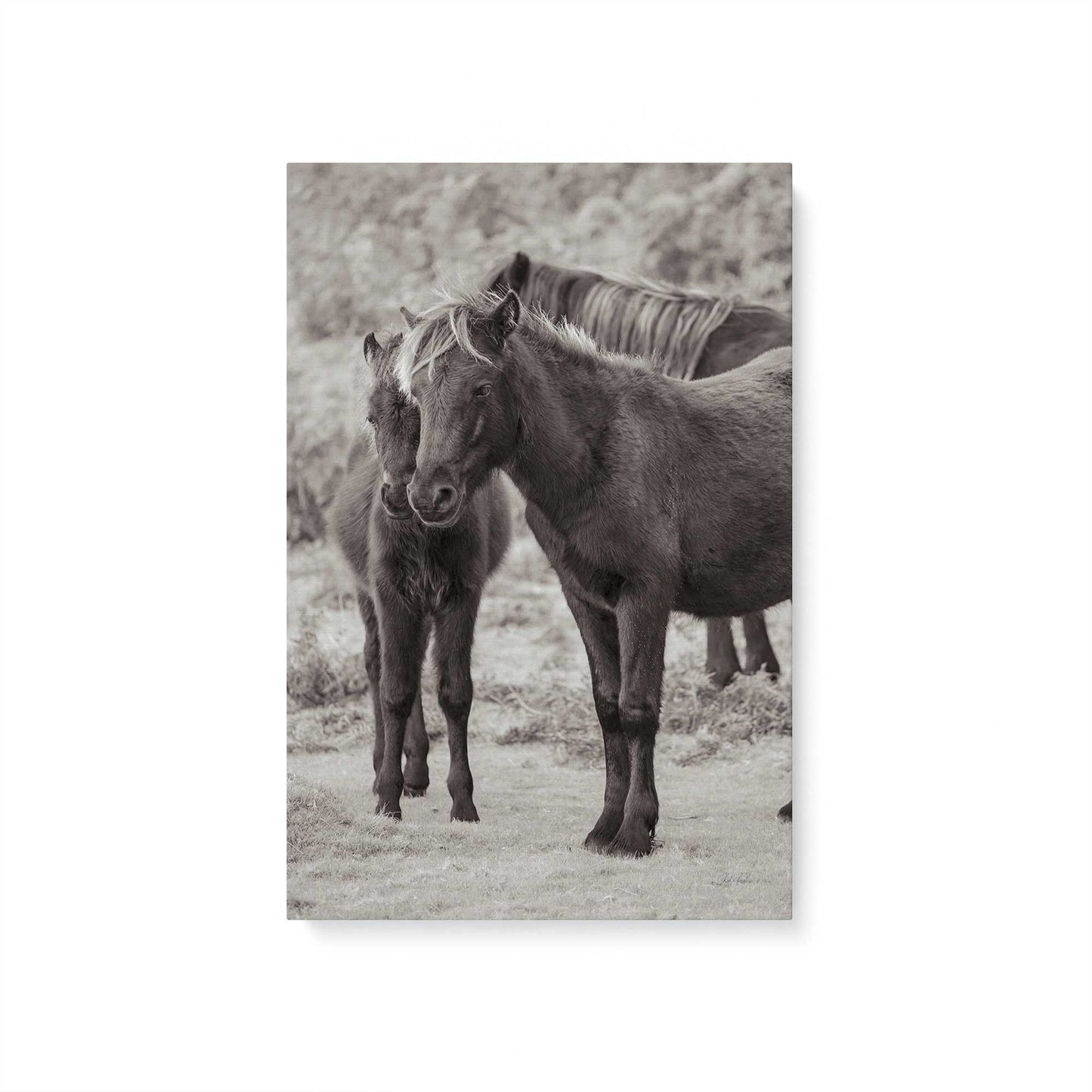 [Color:Stretched Canvas], Picture of art