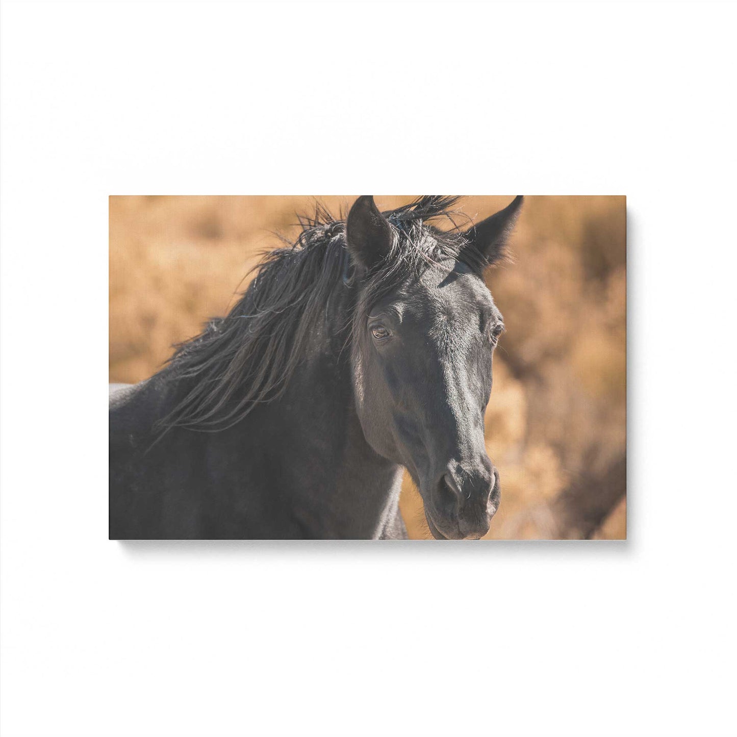 [Color:Stretched Canvas], Picture of art
