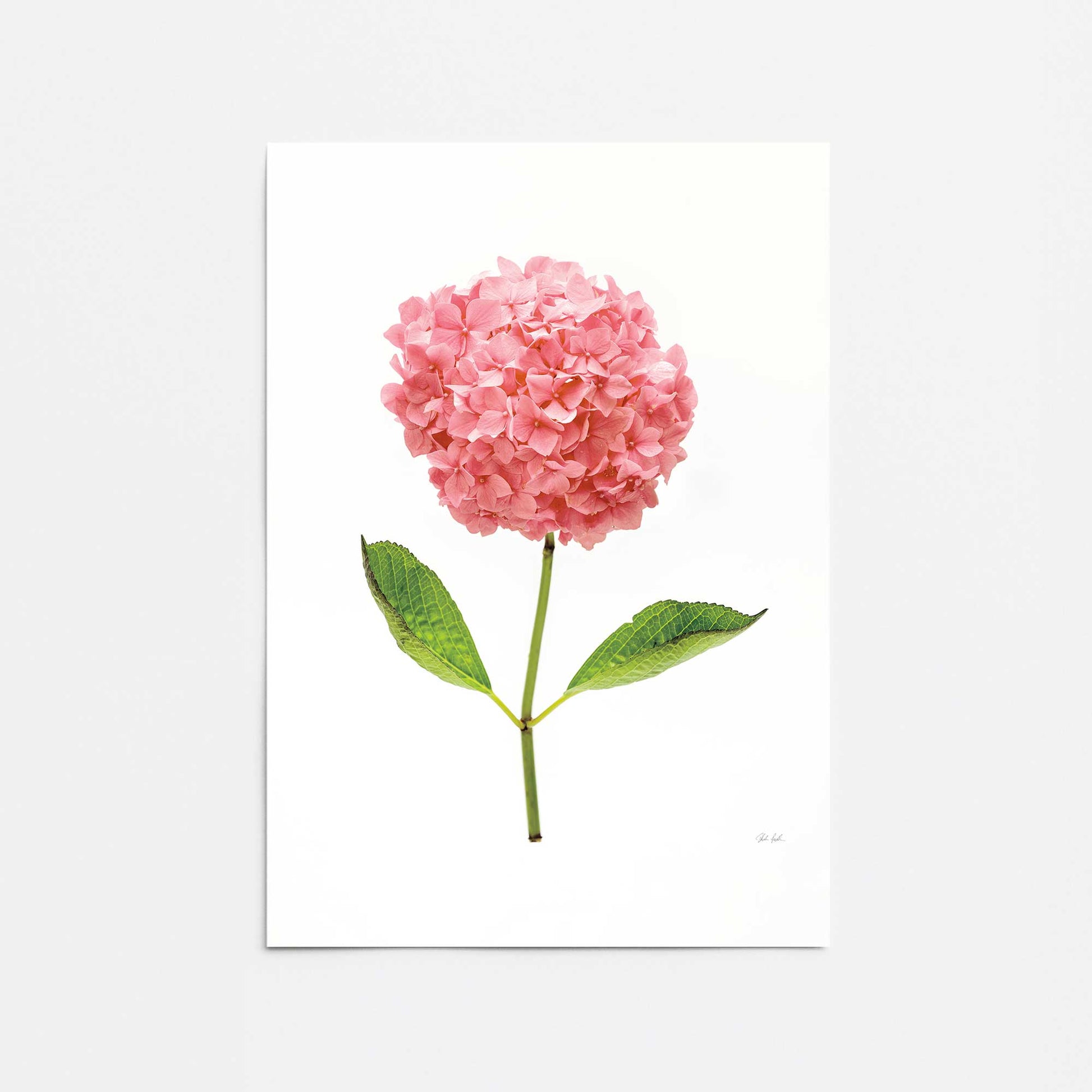 [Color:Rolled Print], Picture of close up of art