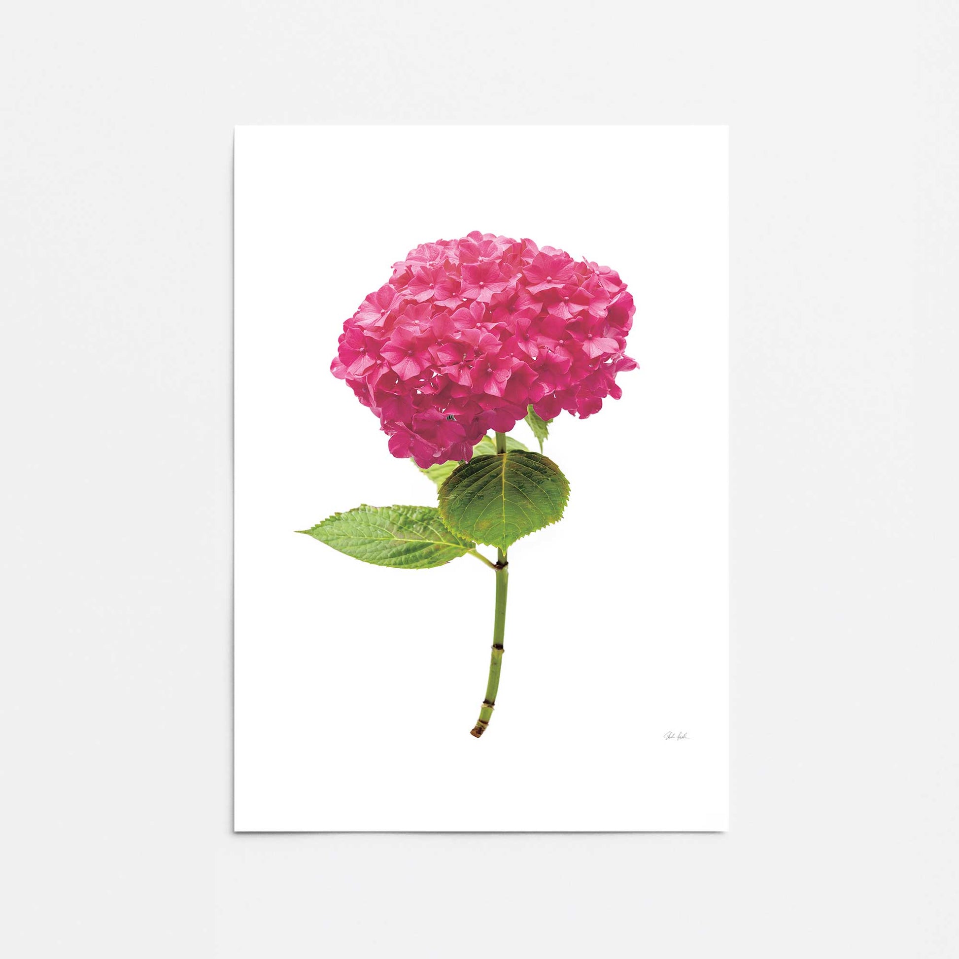 [Color:Rolled Print], Picture of close up of art